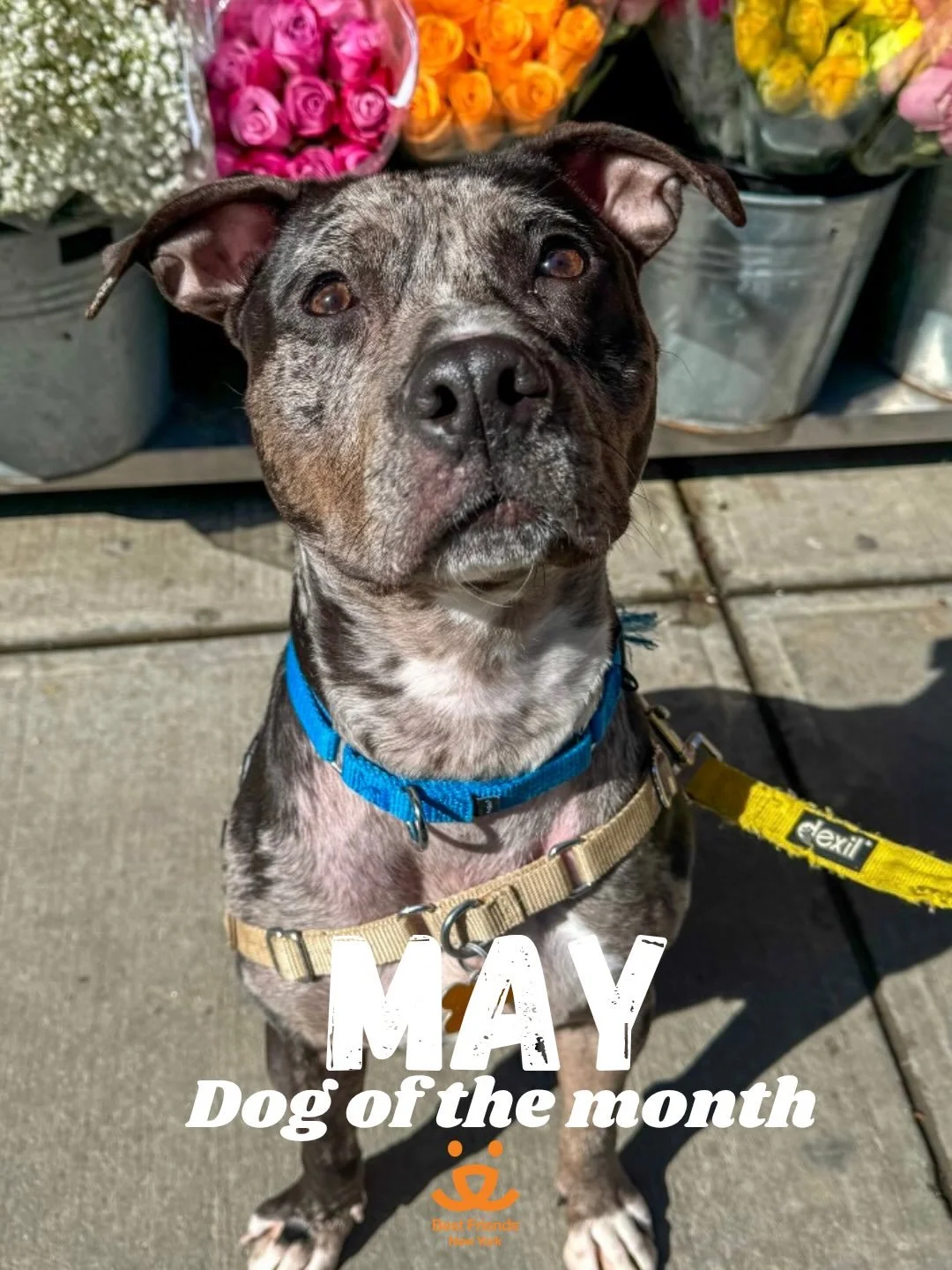 Meet Midnight, our May Dog of the Month! 🌙🐾

Midnight is a 1-year-old, 45 lb. bundle of joy that just arrived at the shelter - but we are already falling in love with him!

A few things that make Midnight extra special:
🦴 Frisbee champion at the p