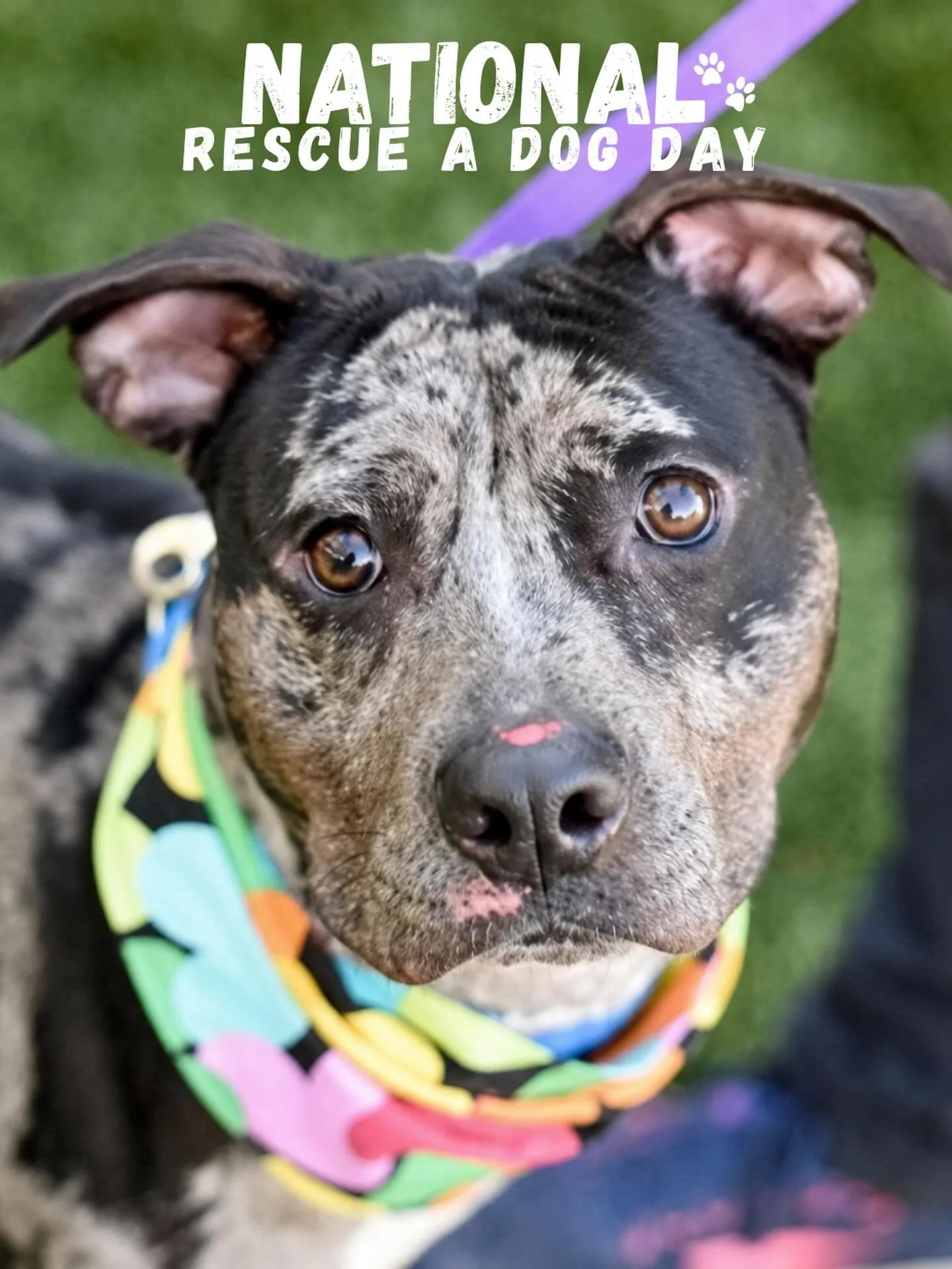 Happy National Rescue Day!

Today we are giving the spotlight to  Midnight, our Dog of the Month!
This playful boy is ready to find is furever family!

Here is to rescue puppies! 🐾

#puppiesandgolf #adoptdontshop #dogsofinstagram