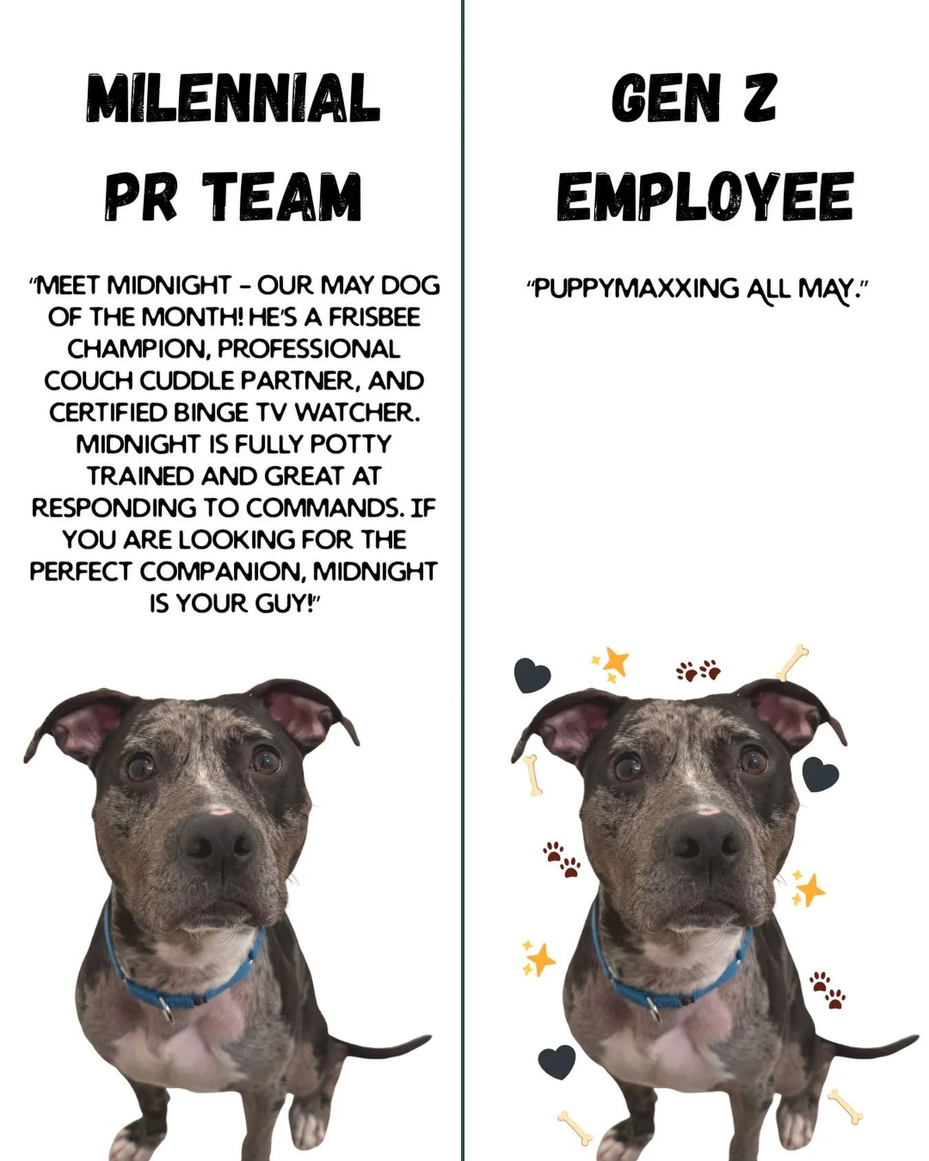 Two ways to introduce Midnight, same result!

🖤 Click the link in our bio to learn more about Midnight, our May Dog of the Month! 🐾

#adoptdontshop #puppiesandgolf #dogofthemonth