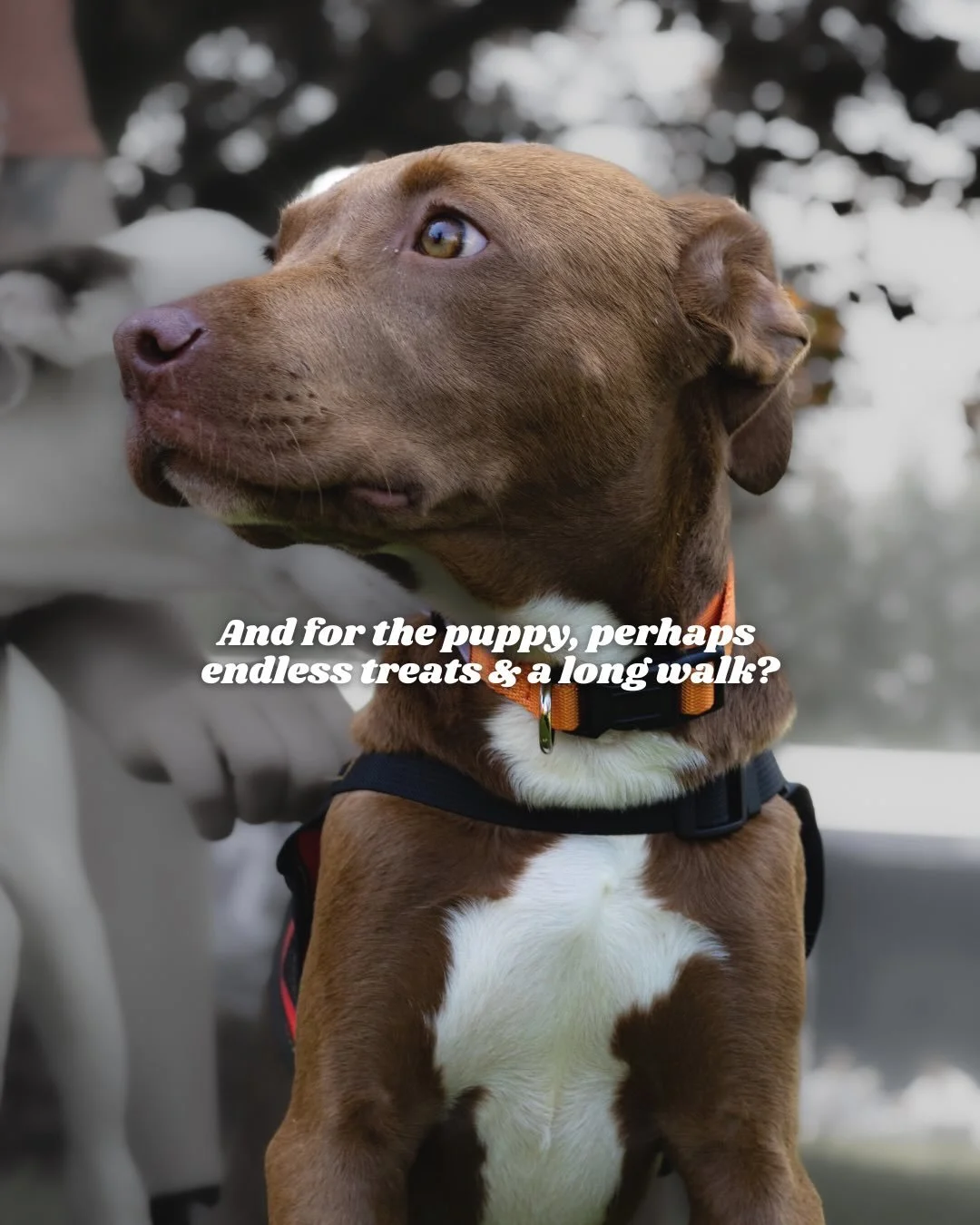 Every pup deserves endless treats, long walks, cuddles, squeaky toys, and a best friend to share it all with! 🐾

Click the link in our bio to meet dogs looking for their furever home!

#puppiesandgolf #adoptdontshop #dognonprofit