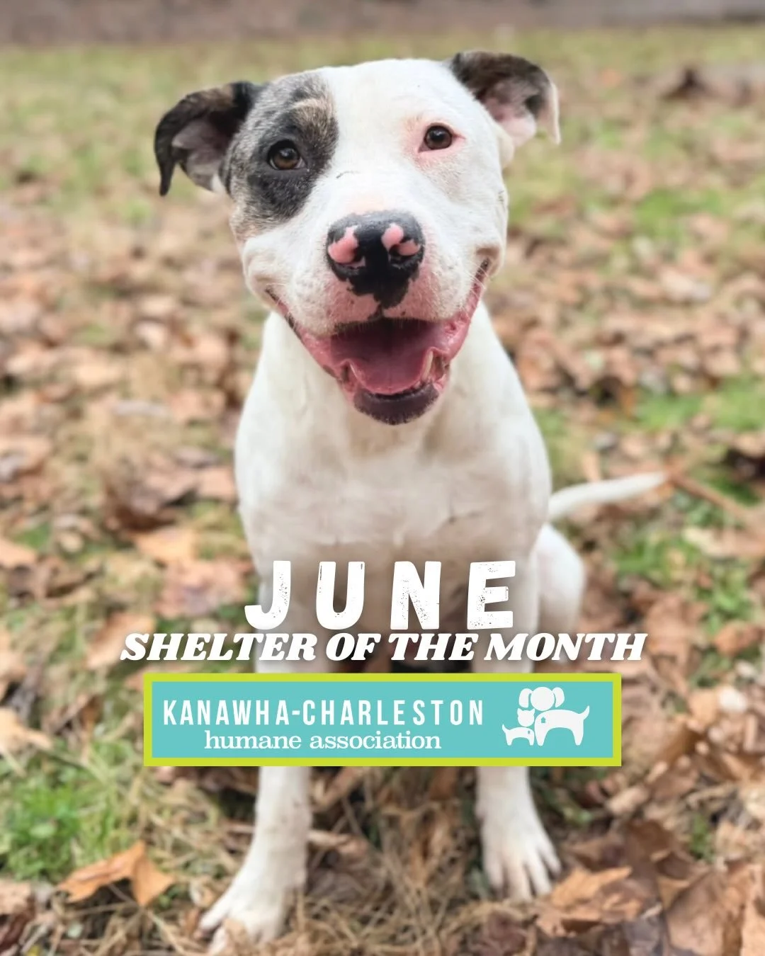 Introducing our shelter of the month, Kanawha-Charleston Humane Association! @adoptcharleston is driven by compassion and a commitment to saving lives, KCHA supports animals through adoption, foster care, spay and neuter programs, and community outre