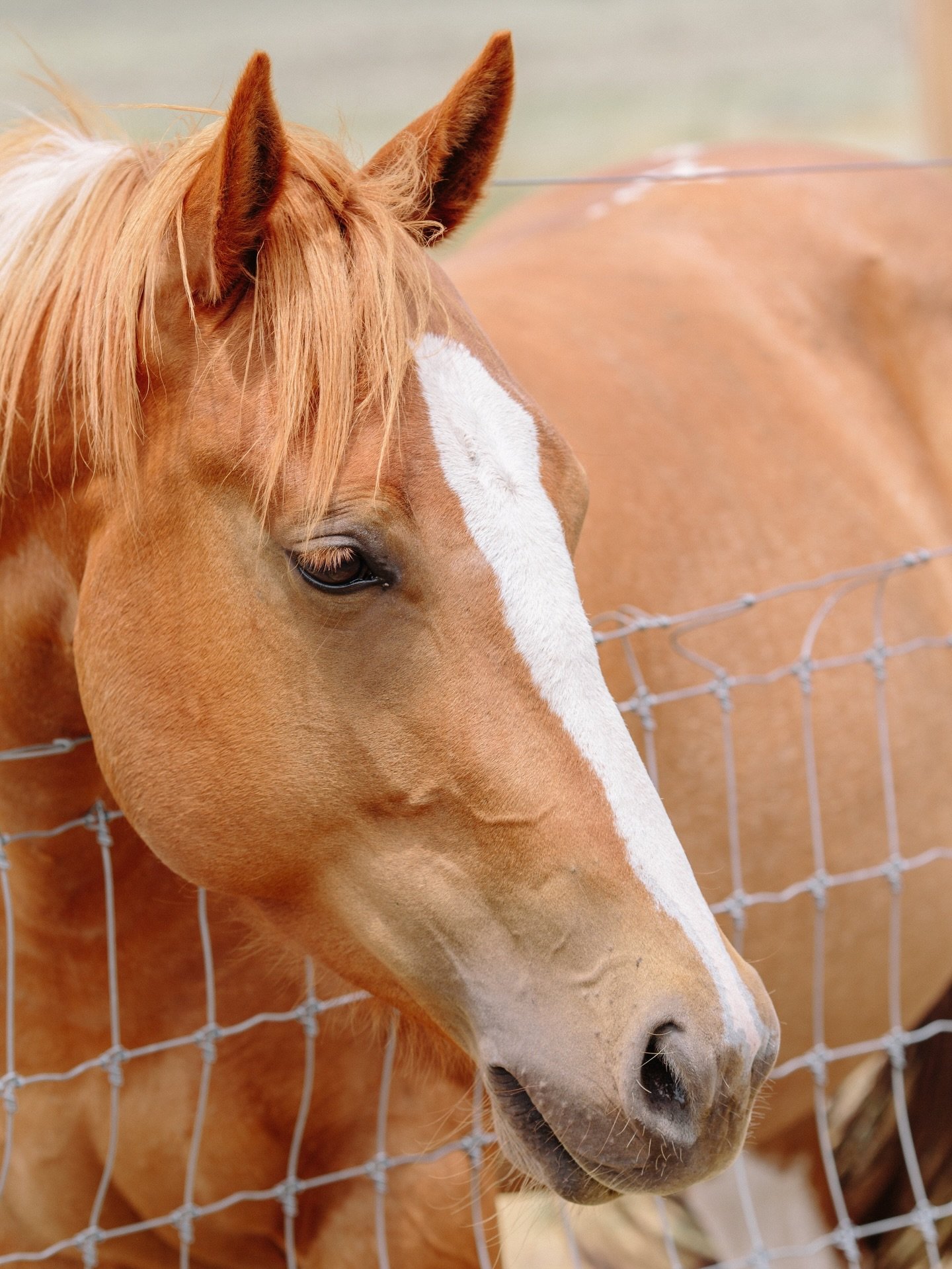 2026 is the year of the horse! This is the year that invites campers to move with purpose, listen deeply, and grow boldly&mdash;guided by the quiet wisdom and strength of our horses. 

Photography: @sparkle_illuminating 

#yearofthehorse #horsecamp #