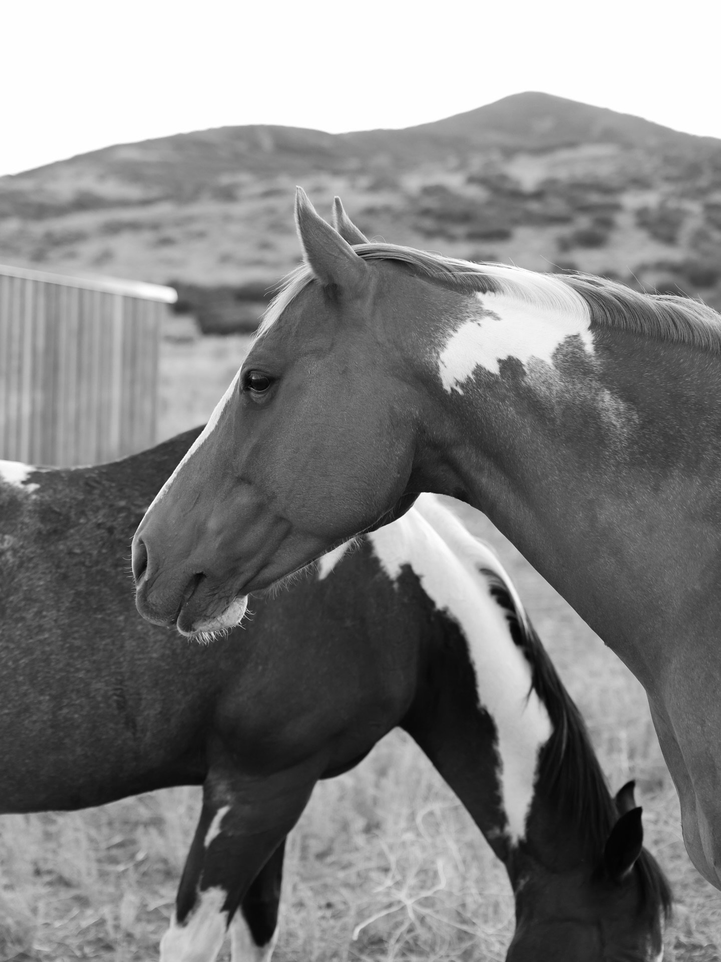 The quiet power of a horse, paired with their gentle presence, brings a beautiful sense of confidence, strength and trust to your wedding day. At Tag Ranch, these incredible animals become apart of the moment in a way that feels timeless and unforget