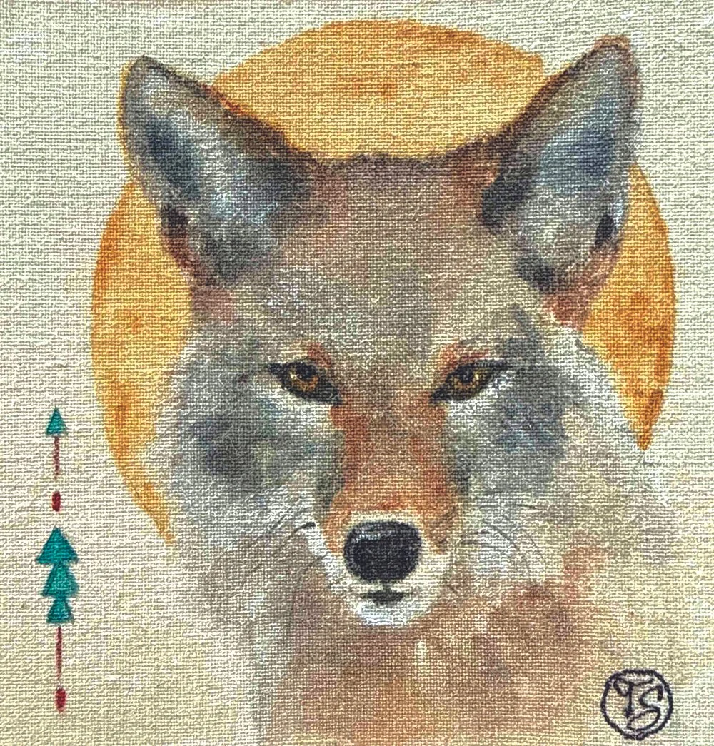 Coyote