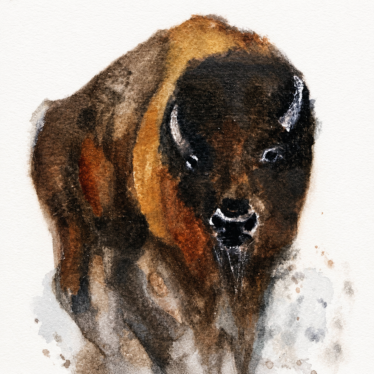 Buffalo