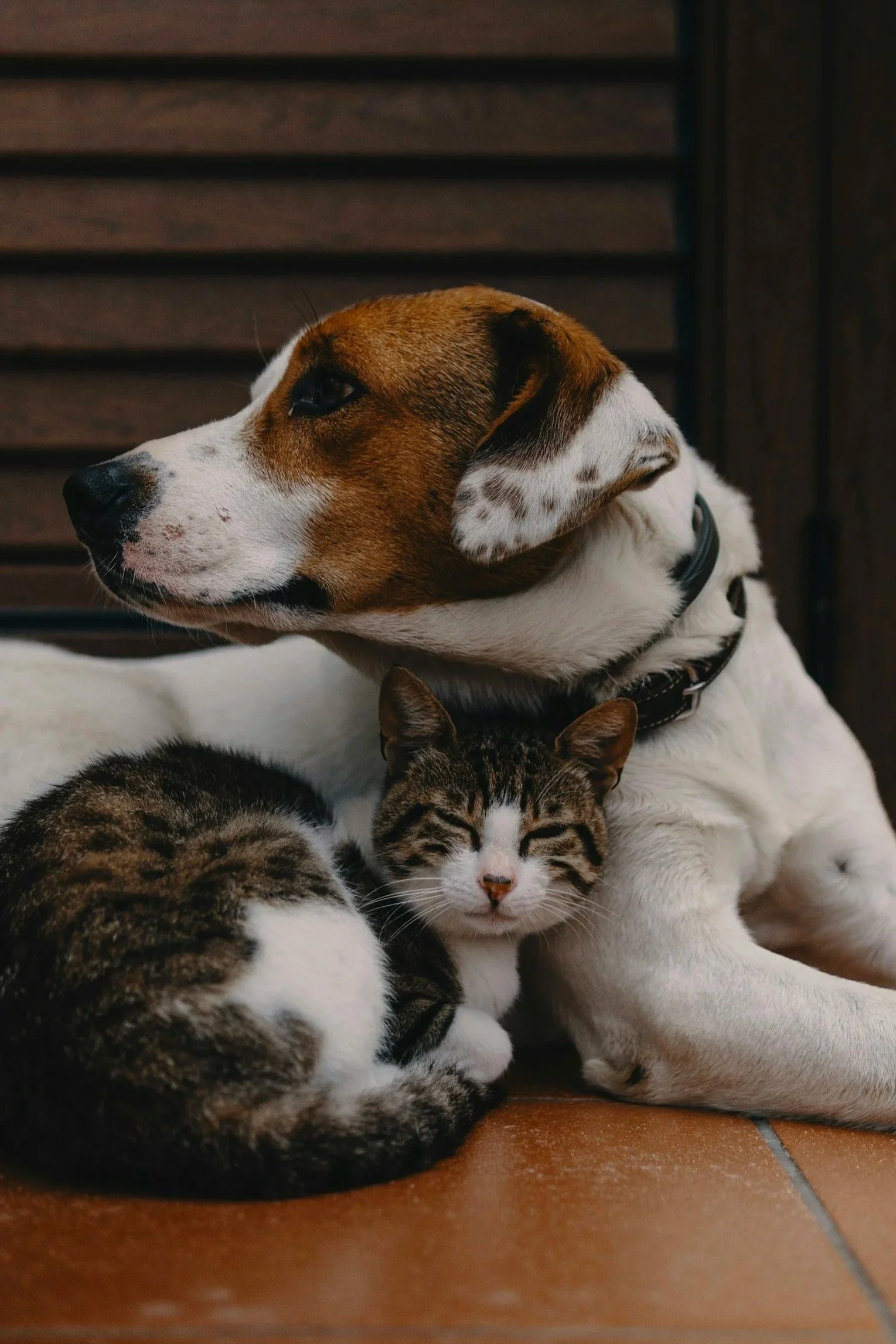 A dog and a cat cuddling together on the floor, with the dog resting its head on the cat's back. The background features wooden slats.
