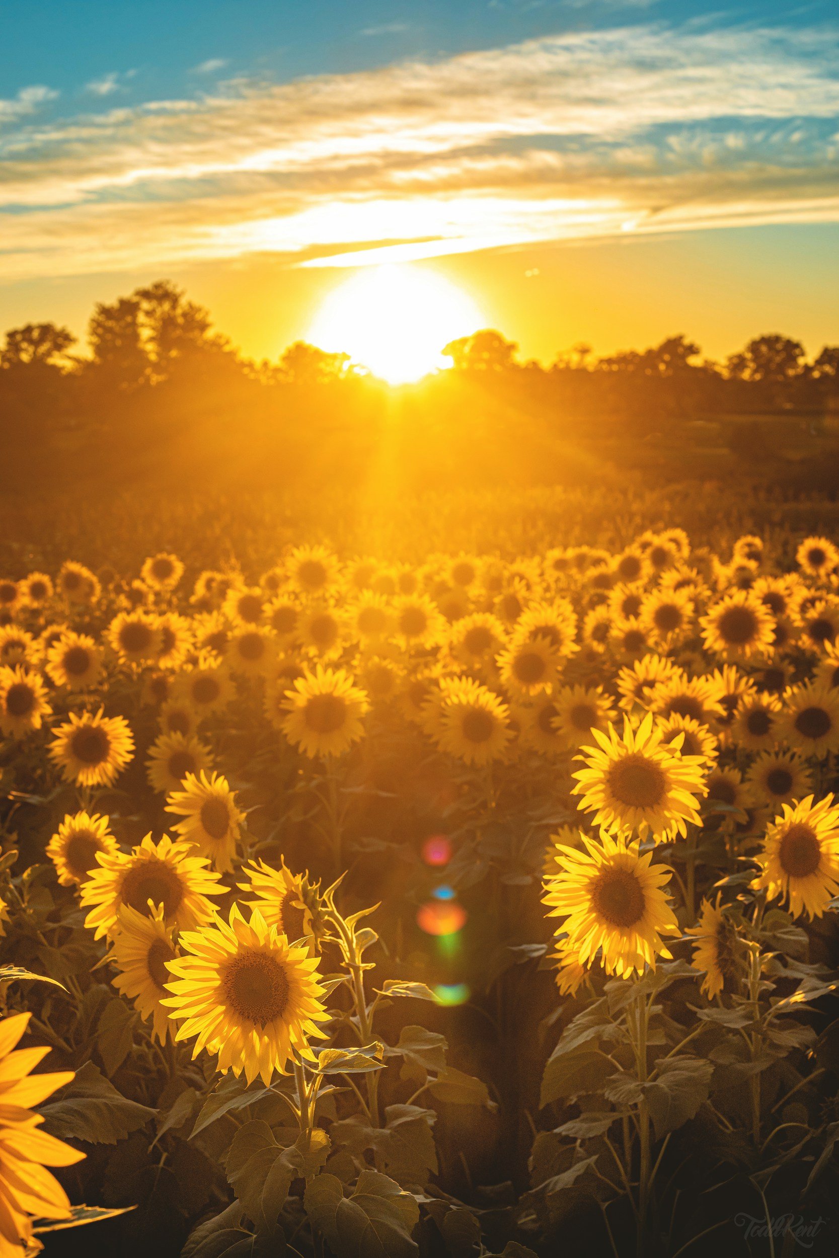 Summer Solstice Celebration