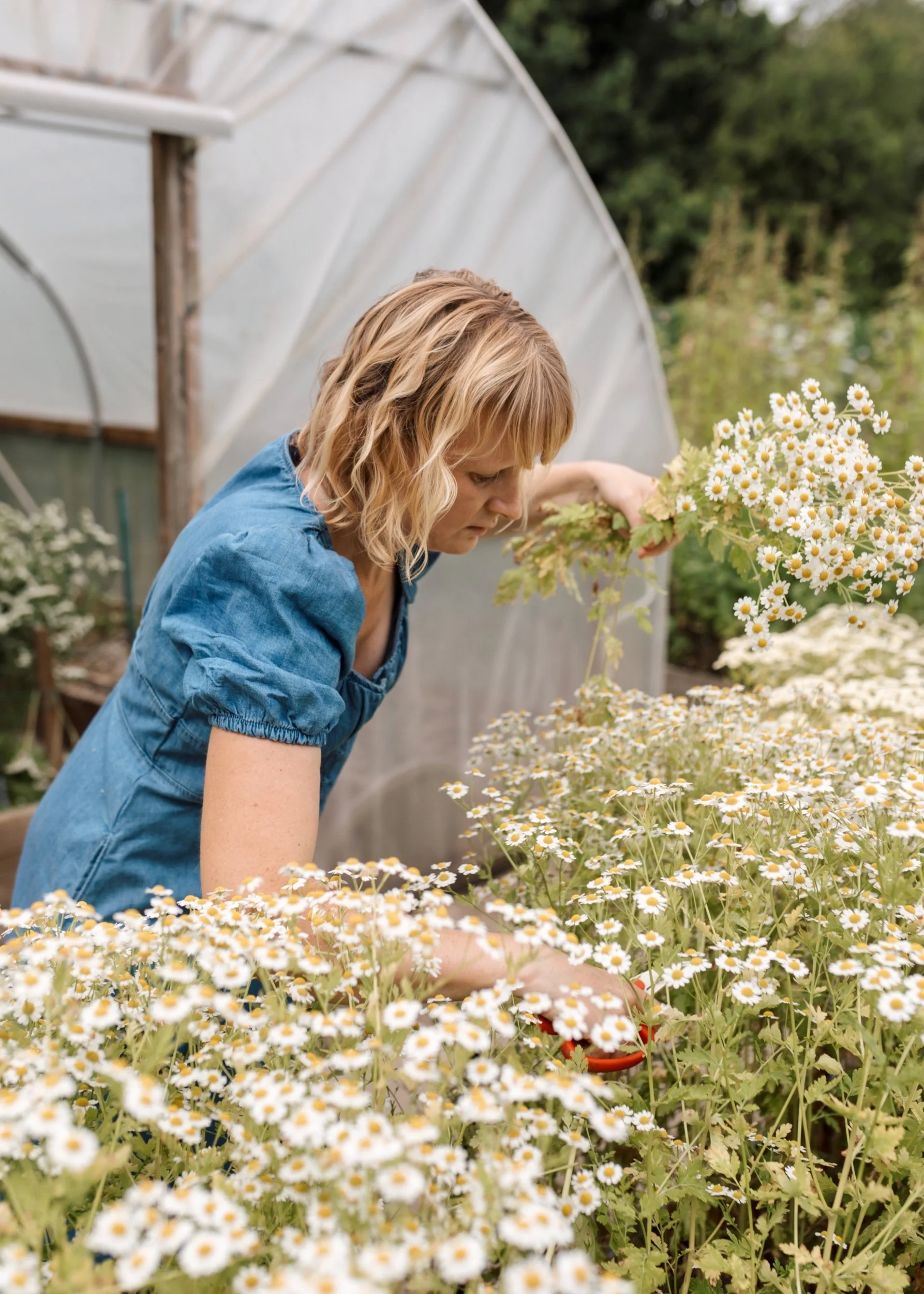 Sia picking Feverfew.jpg
