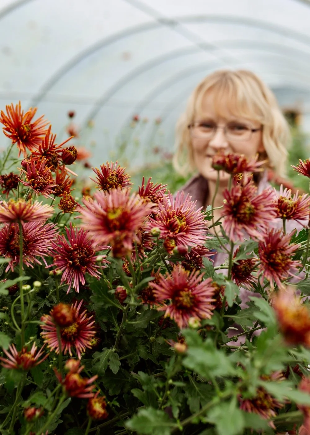 Tula Chrysanths.jpg