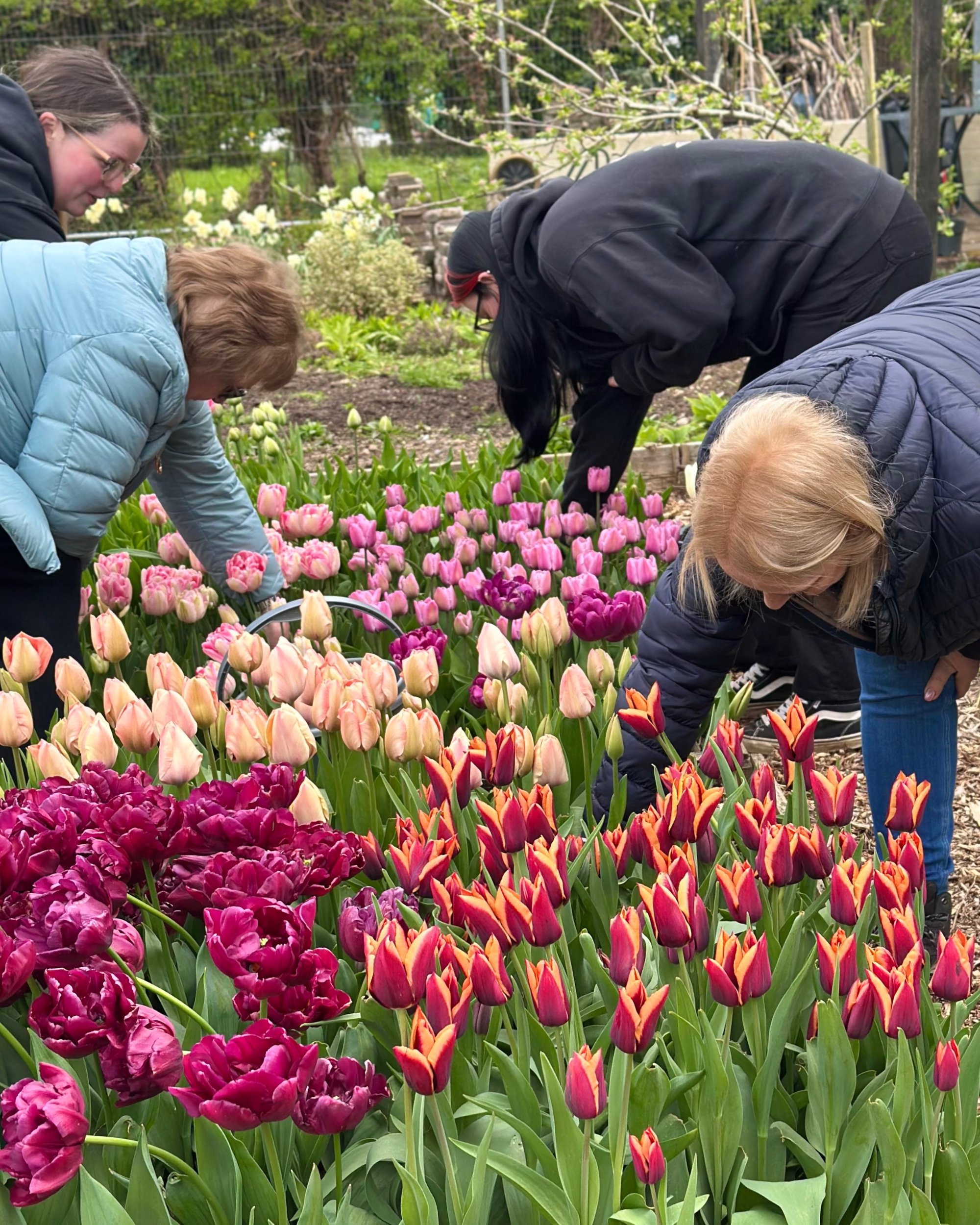 Tulip pickers 4.jpg