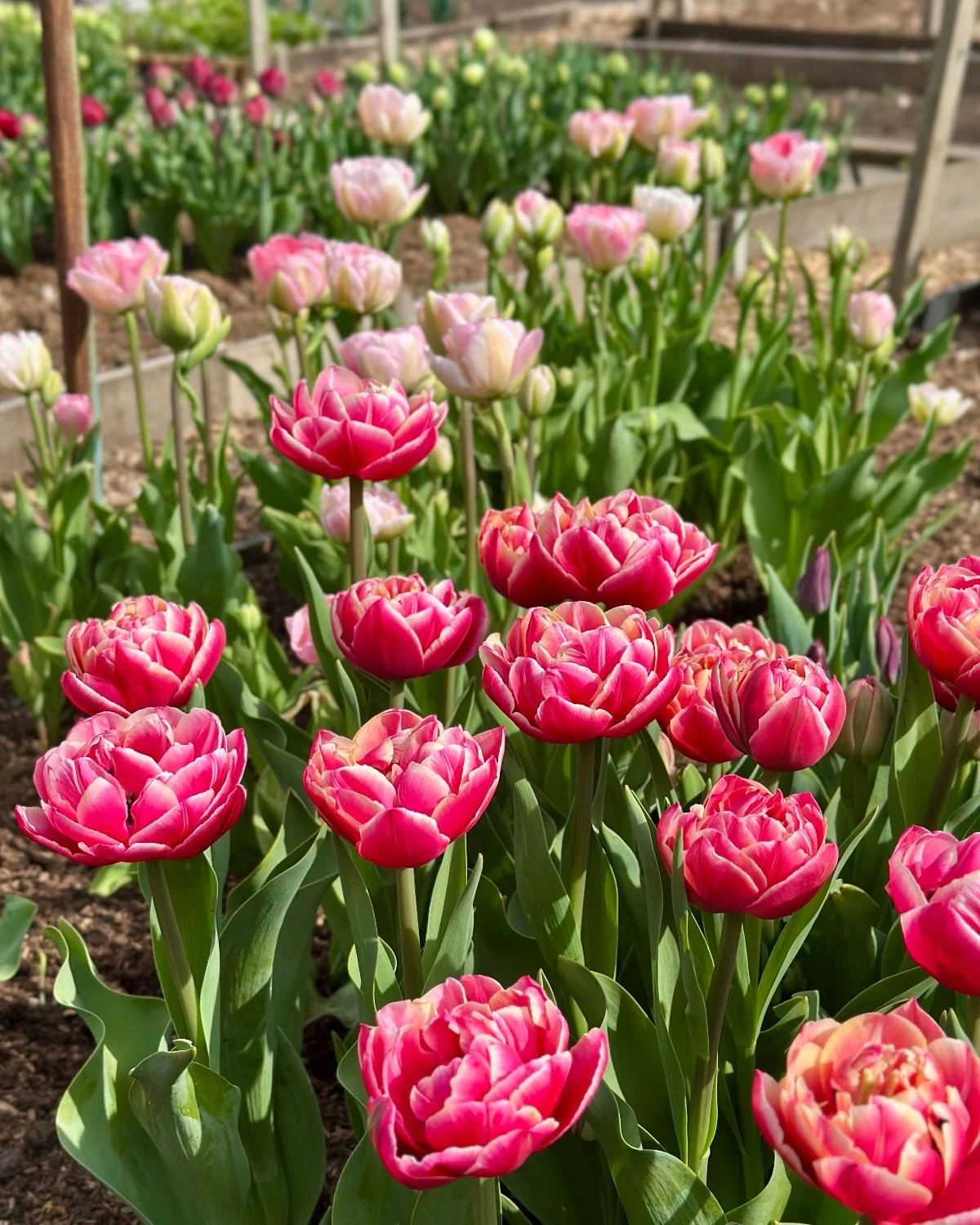 Tulip Columbus-2.jpg
