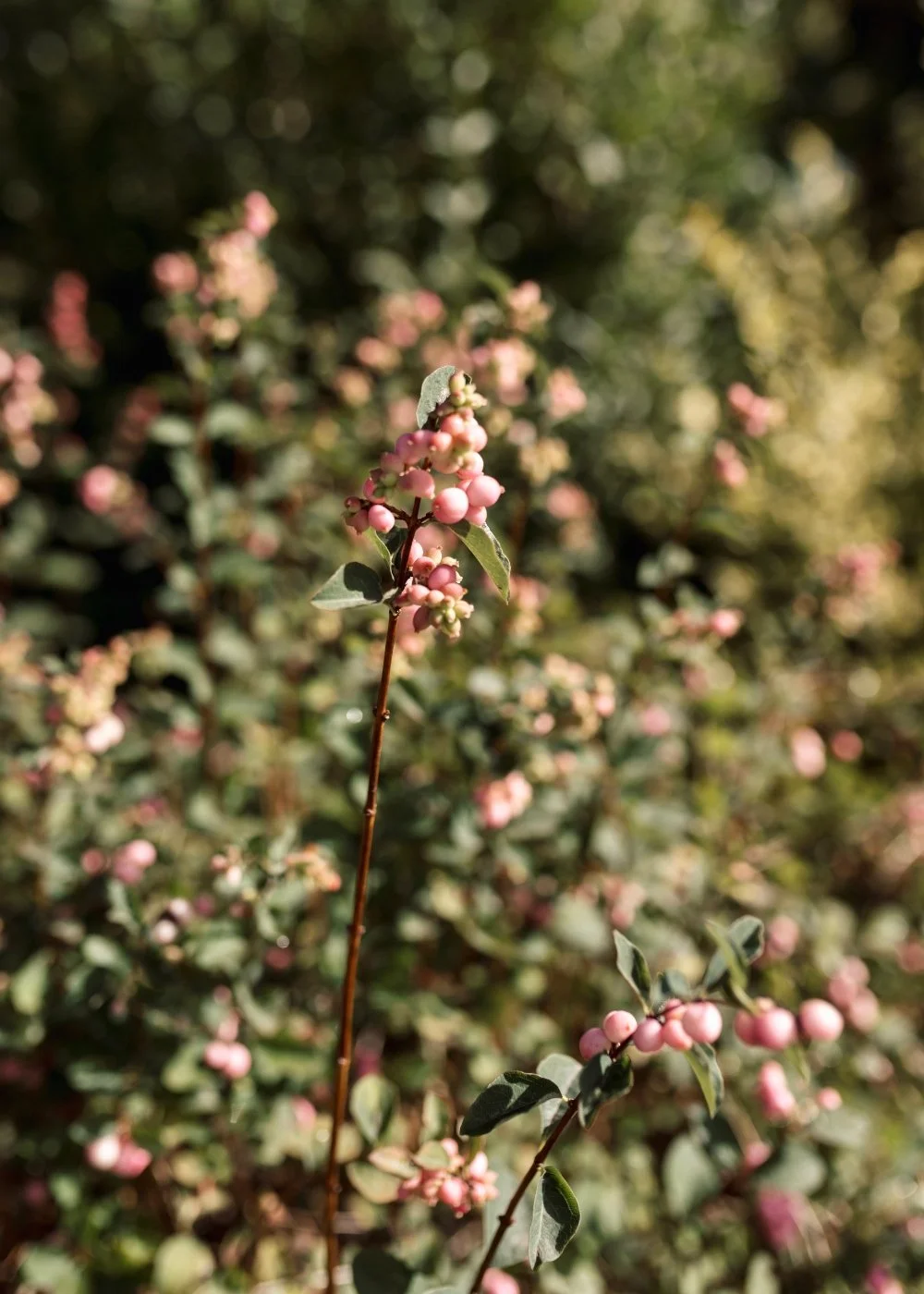 pink berries.jpg
