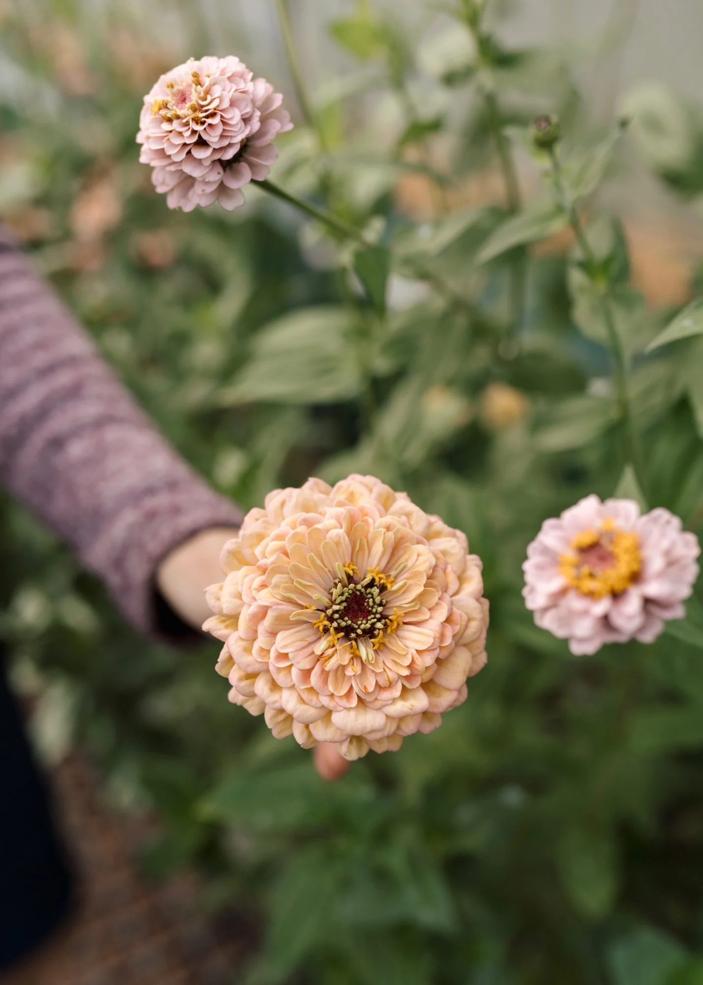 Peach Zinnia.jpg