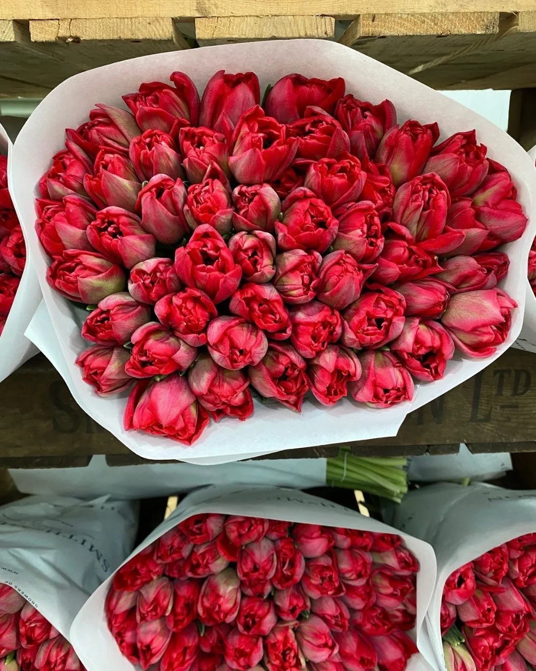 10 British Double Tulips in Red or Pink (collection only)