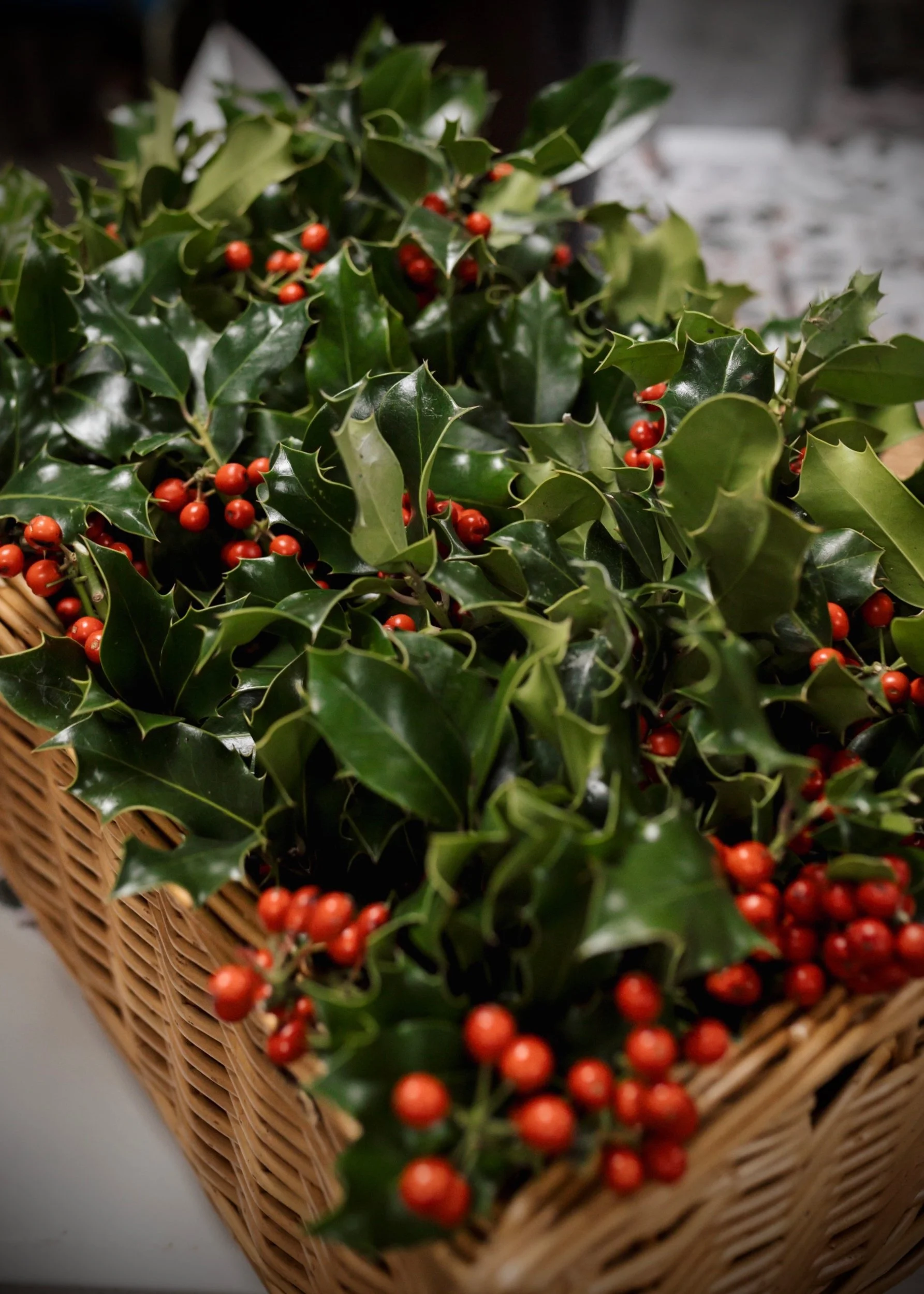 Holly red berries.jpg