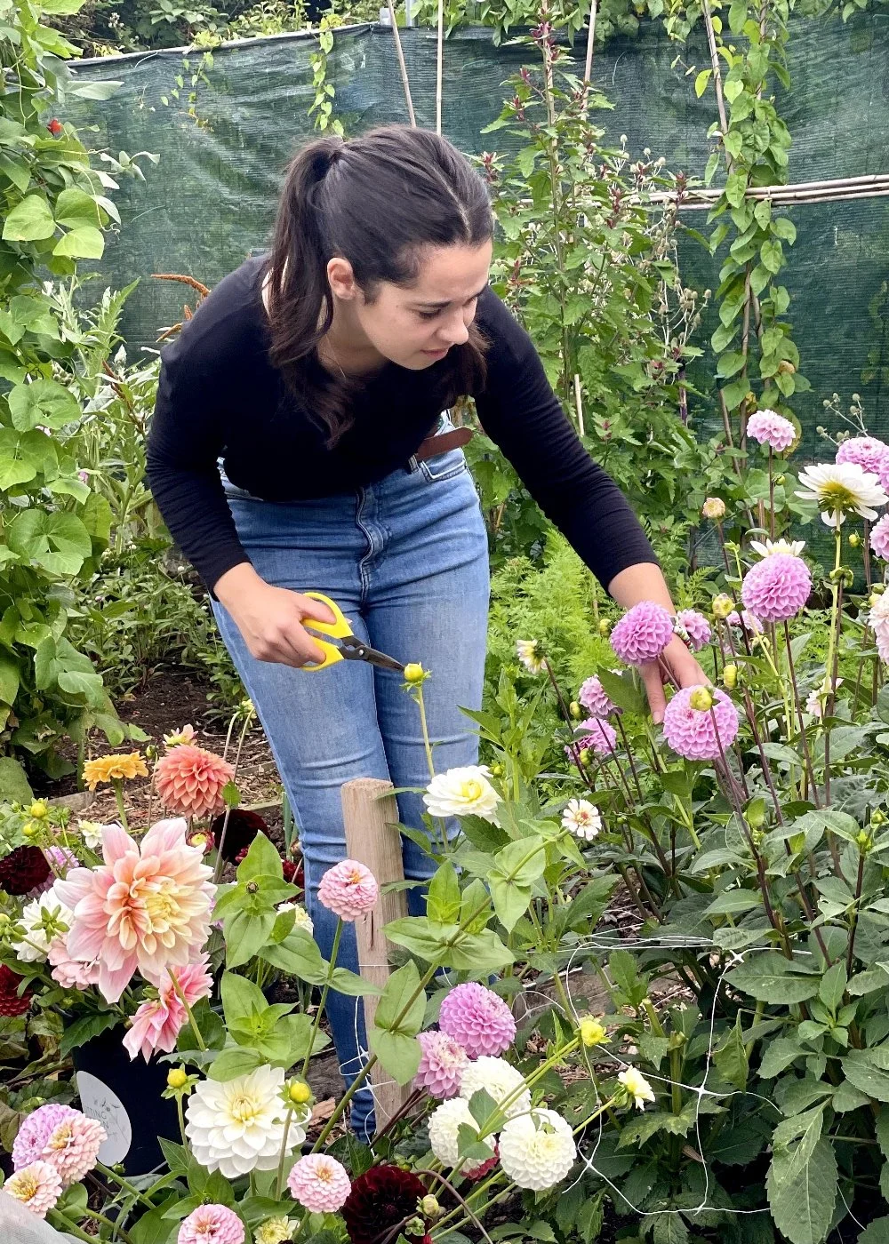 Emily Dahlias.jpg