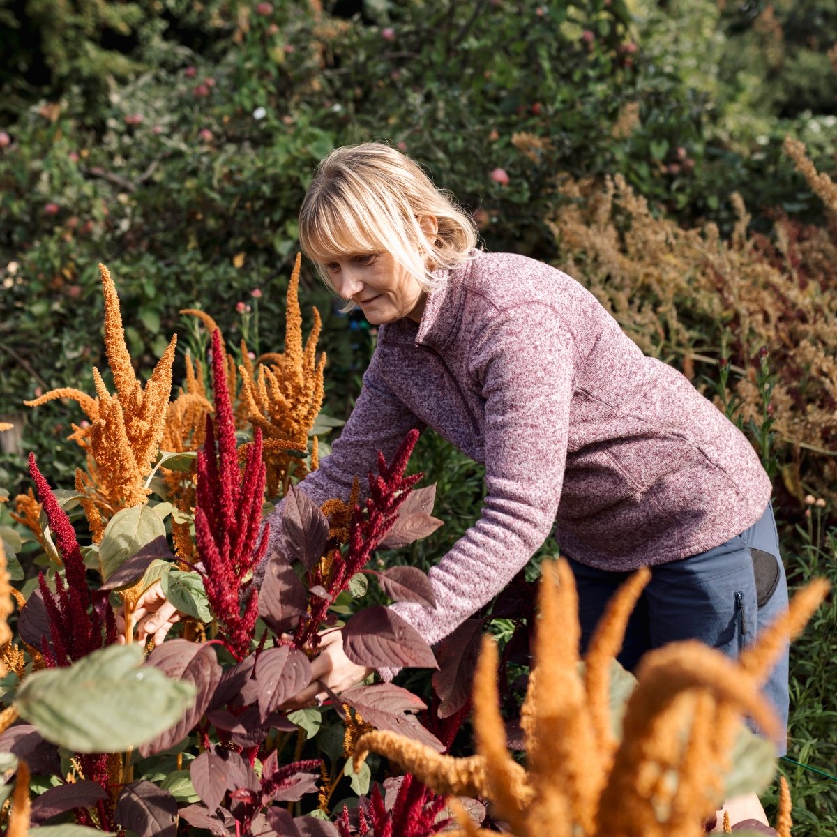 Amaranthus.jpg