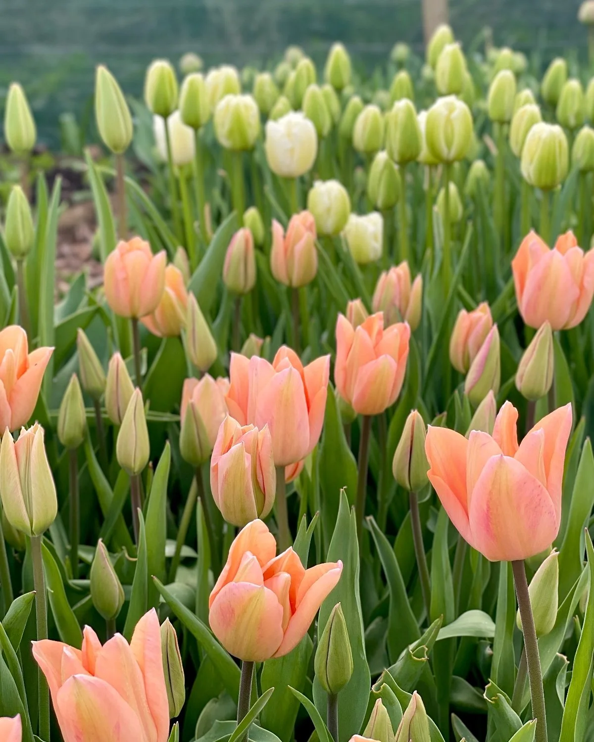 single Tulips.jpg