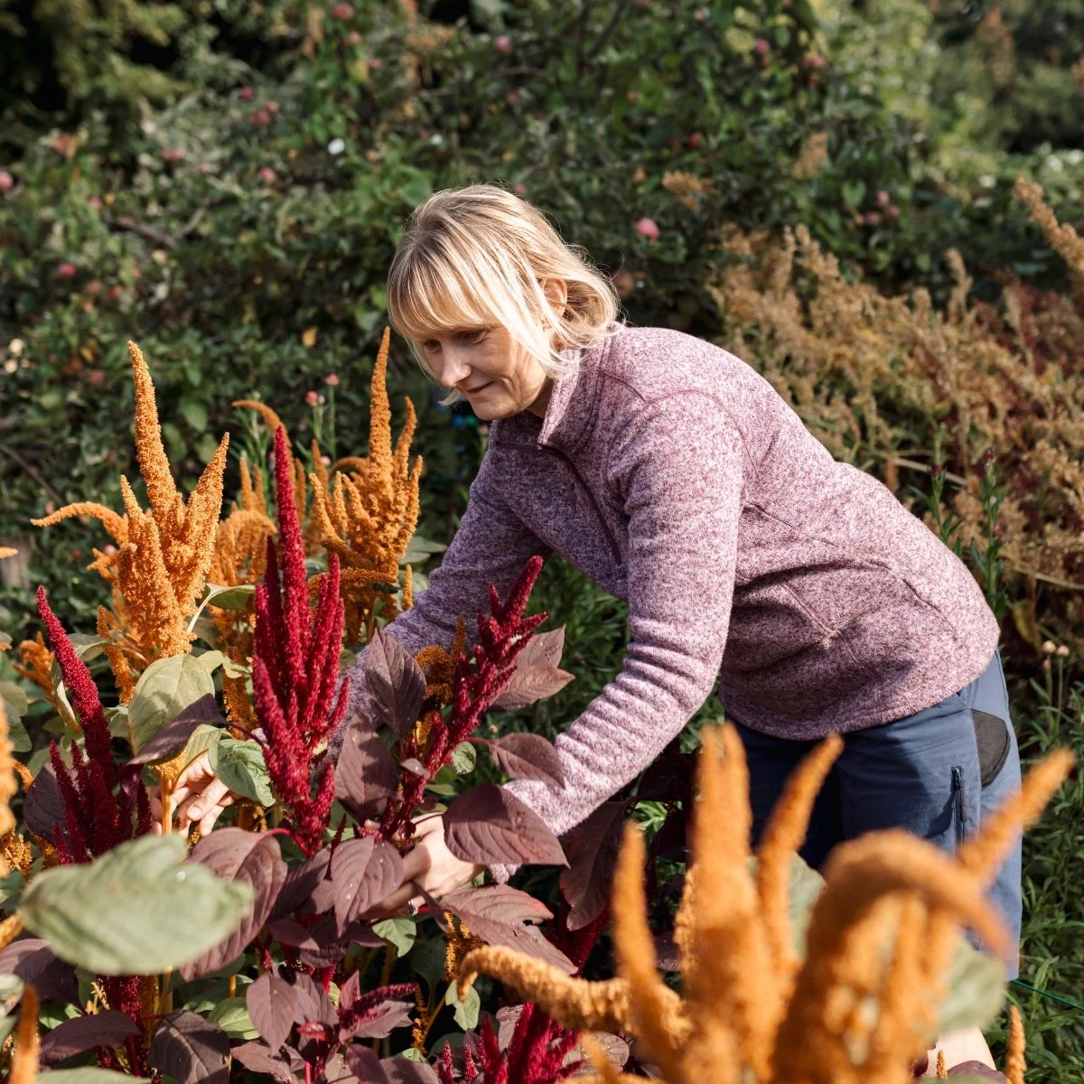 Amaranthus.jpg