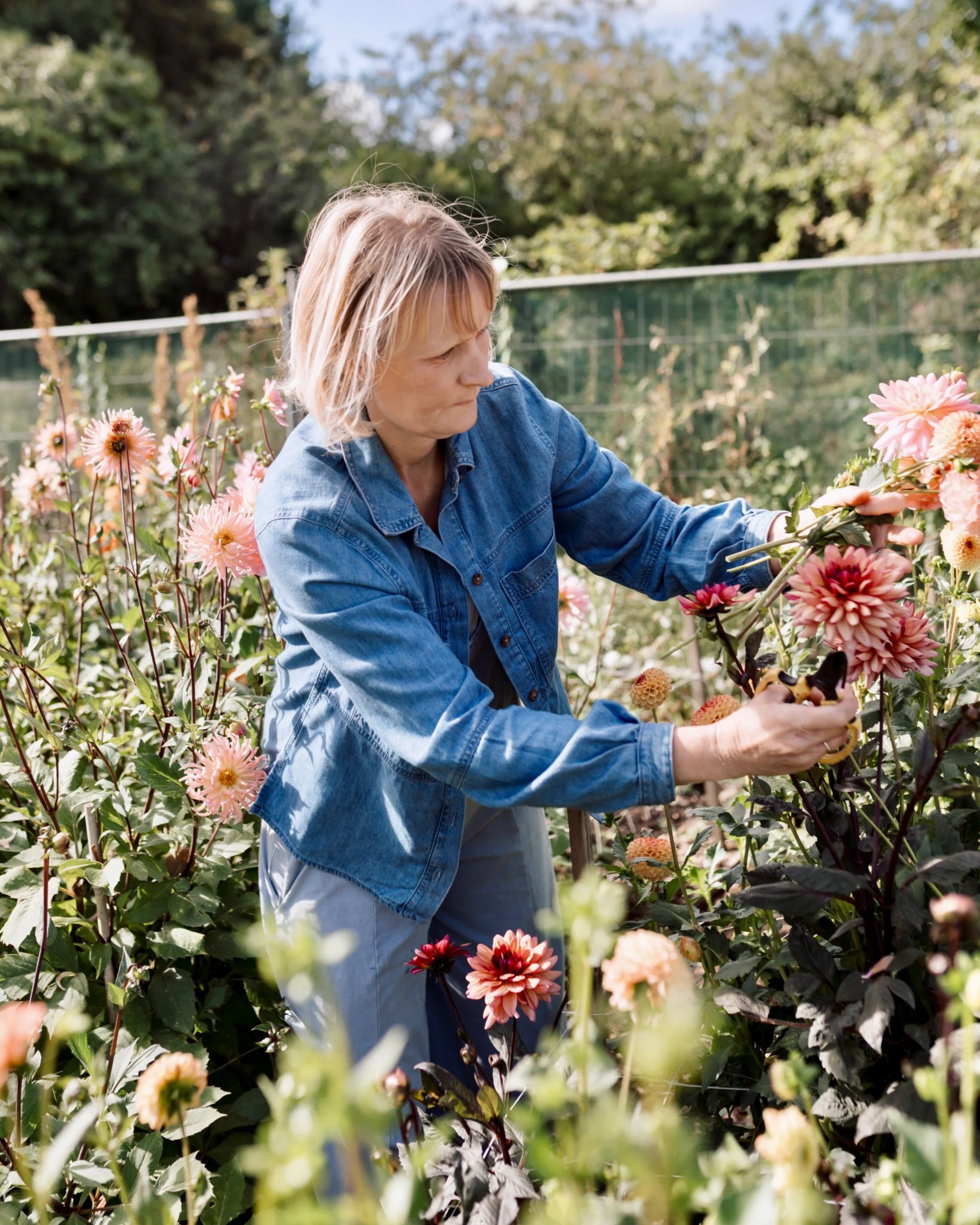 Sian cutting Dahlias.jpg