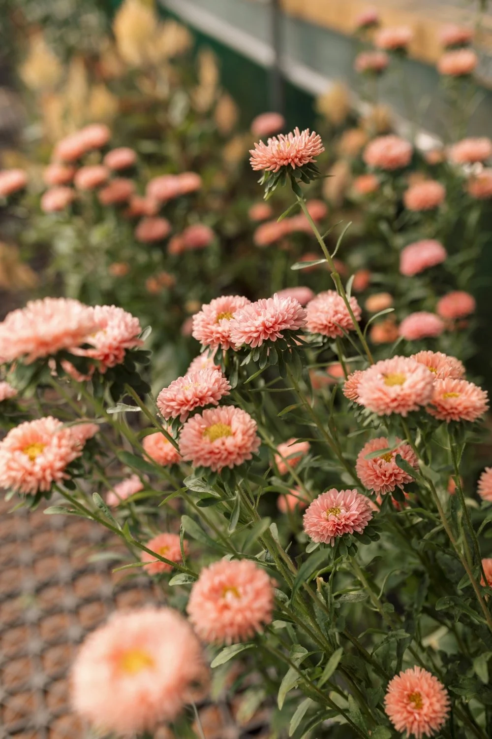 China Aster Apricot.jpg
