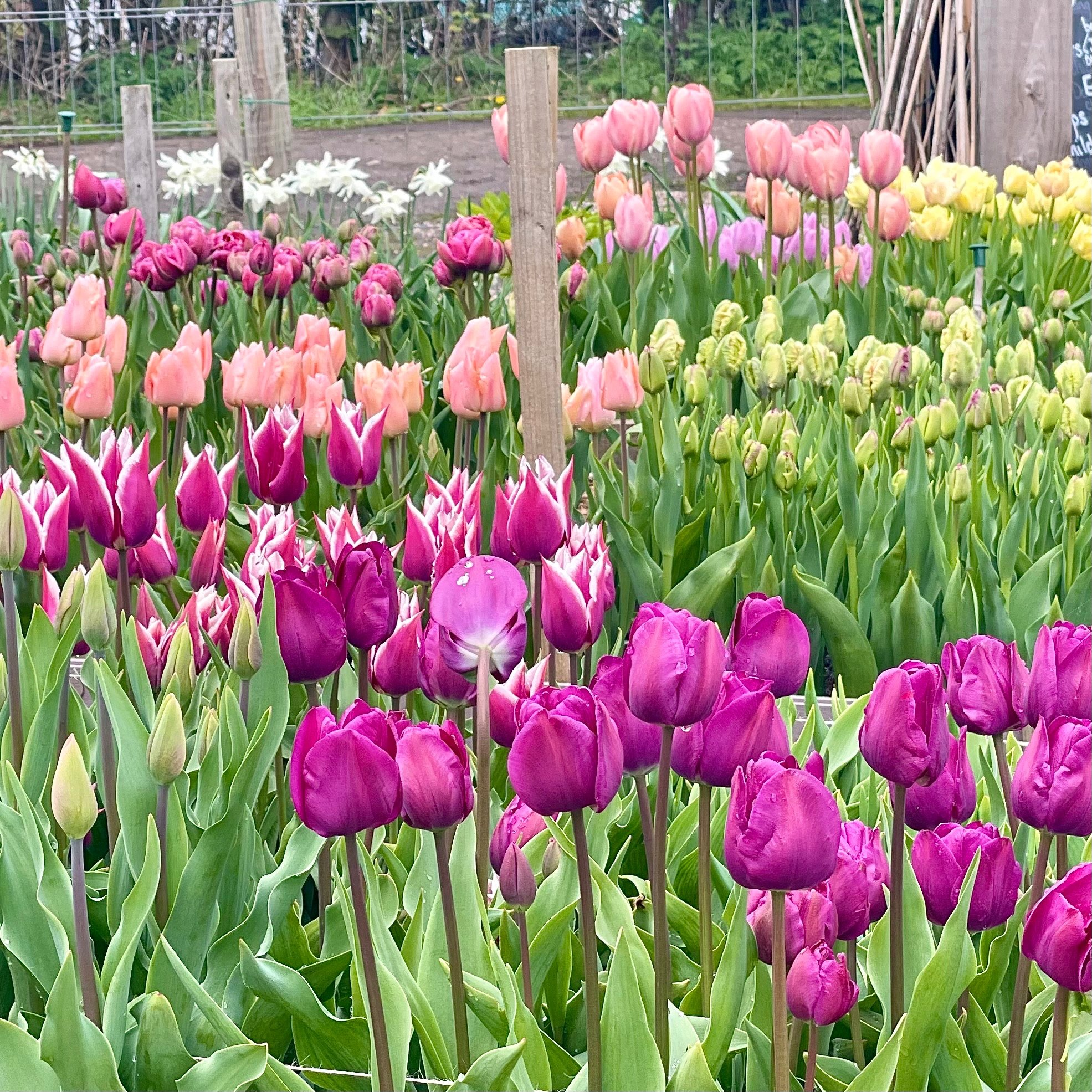 Tulip beds.jpg
