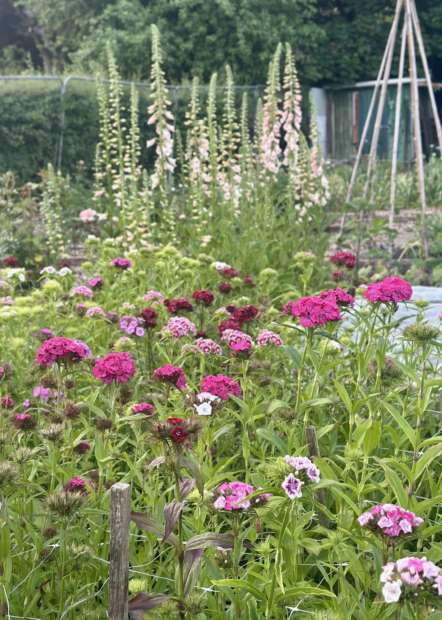 Sweet Wills Foxgloves.jpg