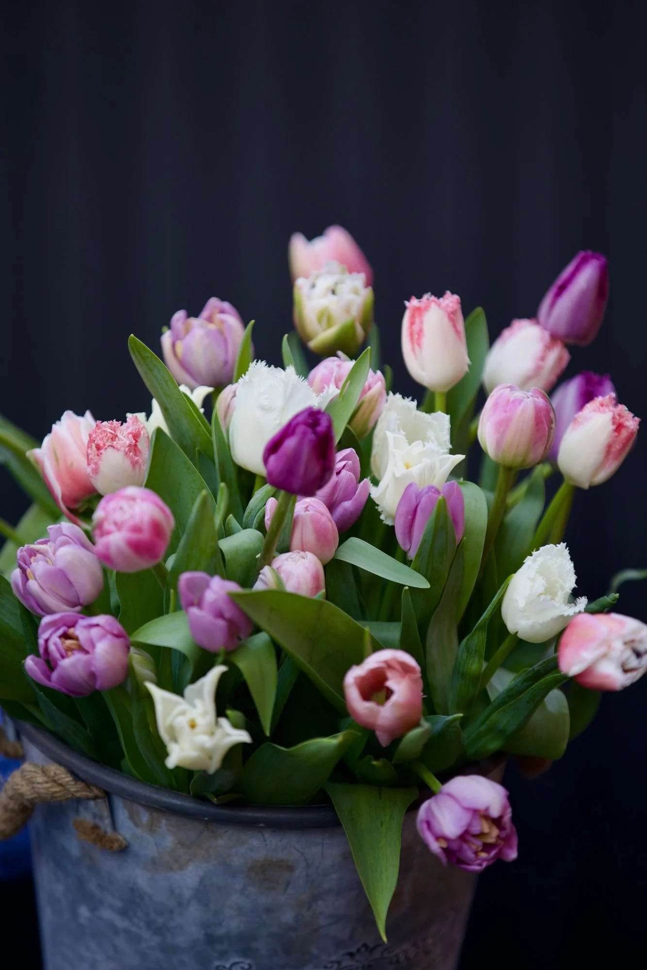 pastel tulips close up.jpg