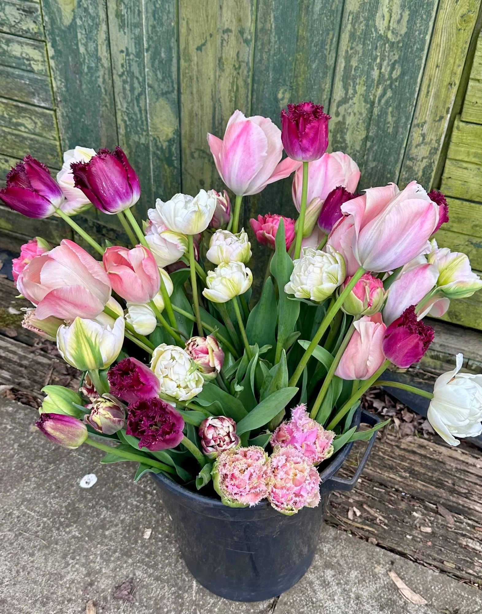 April Tulip bucket.jpg