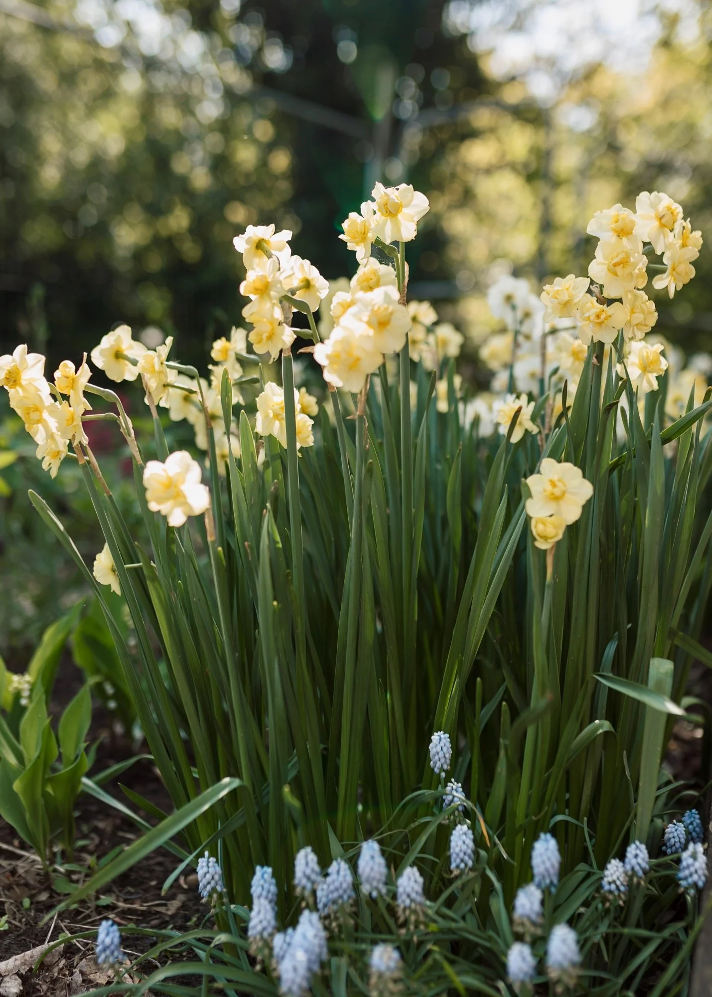 Narcissus-2.jpg