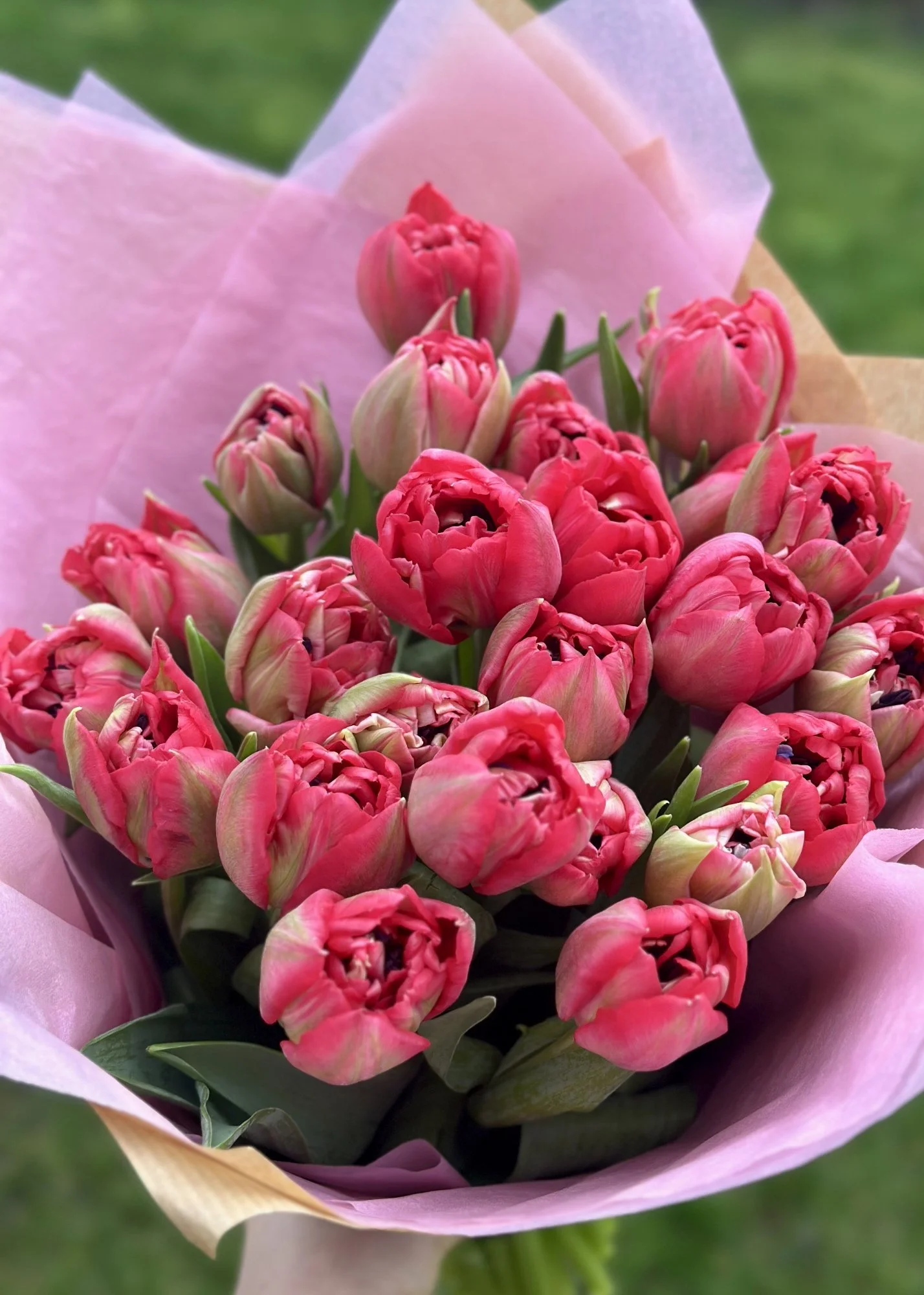 Double red tulips.jpg