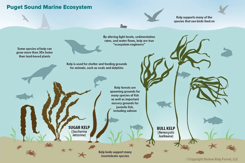 Kelp Forest Plants