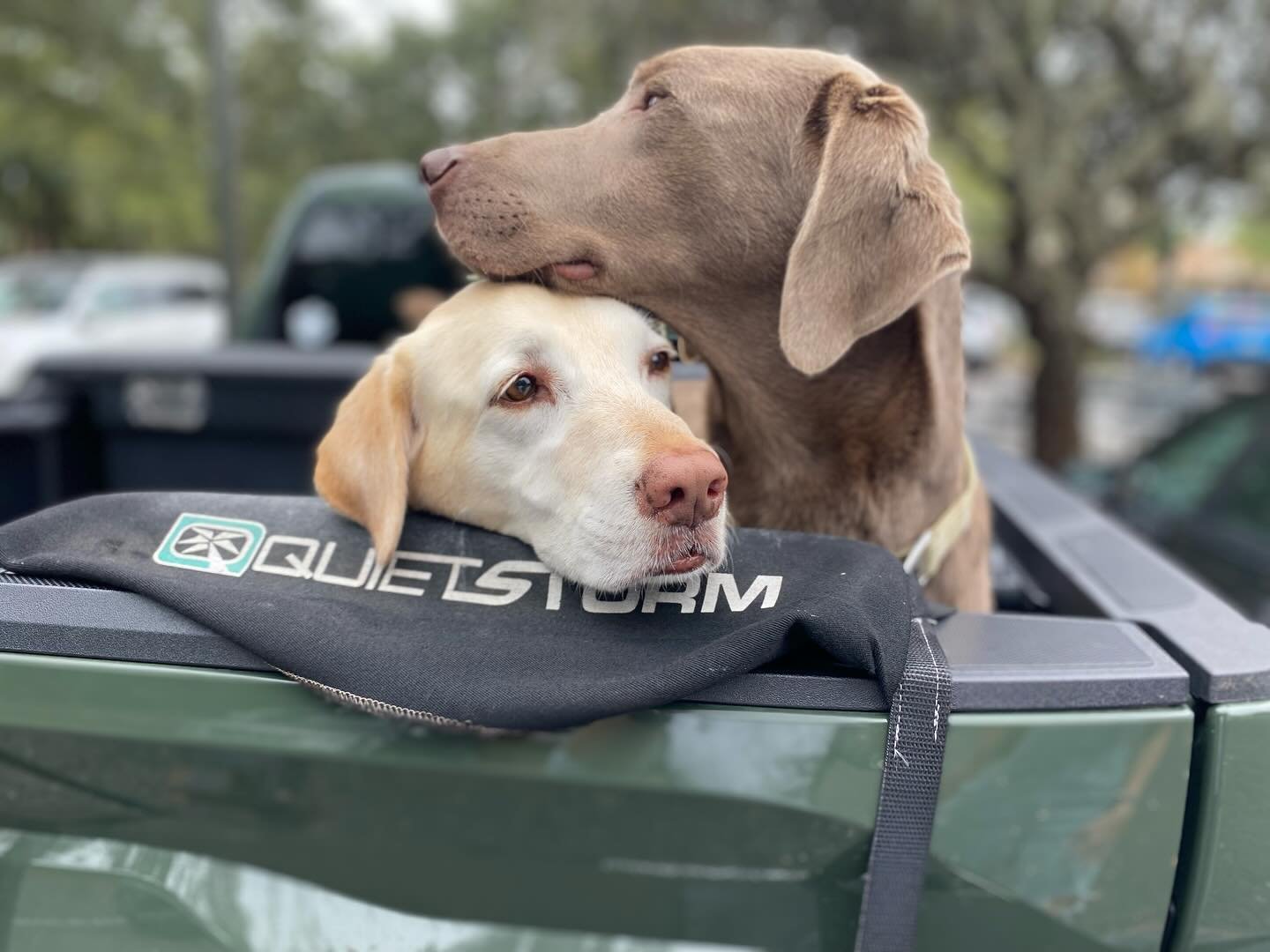 Happy National Pet Day! Check out some of our favorite furry team members hard at work! 🐶

#nationalpetday #homebuilder #dogsofinstagram #customhomes #beach #marsh #hiltonheadisland