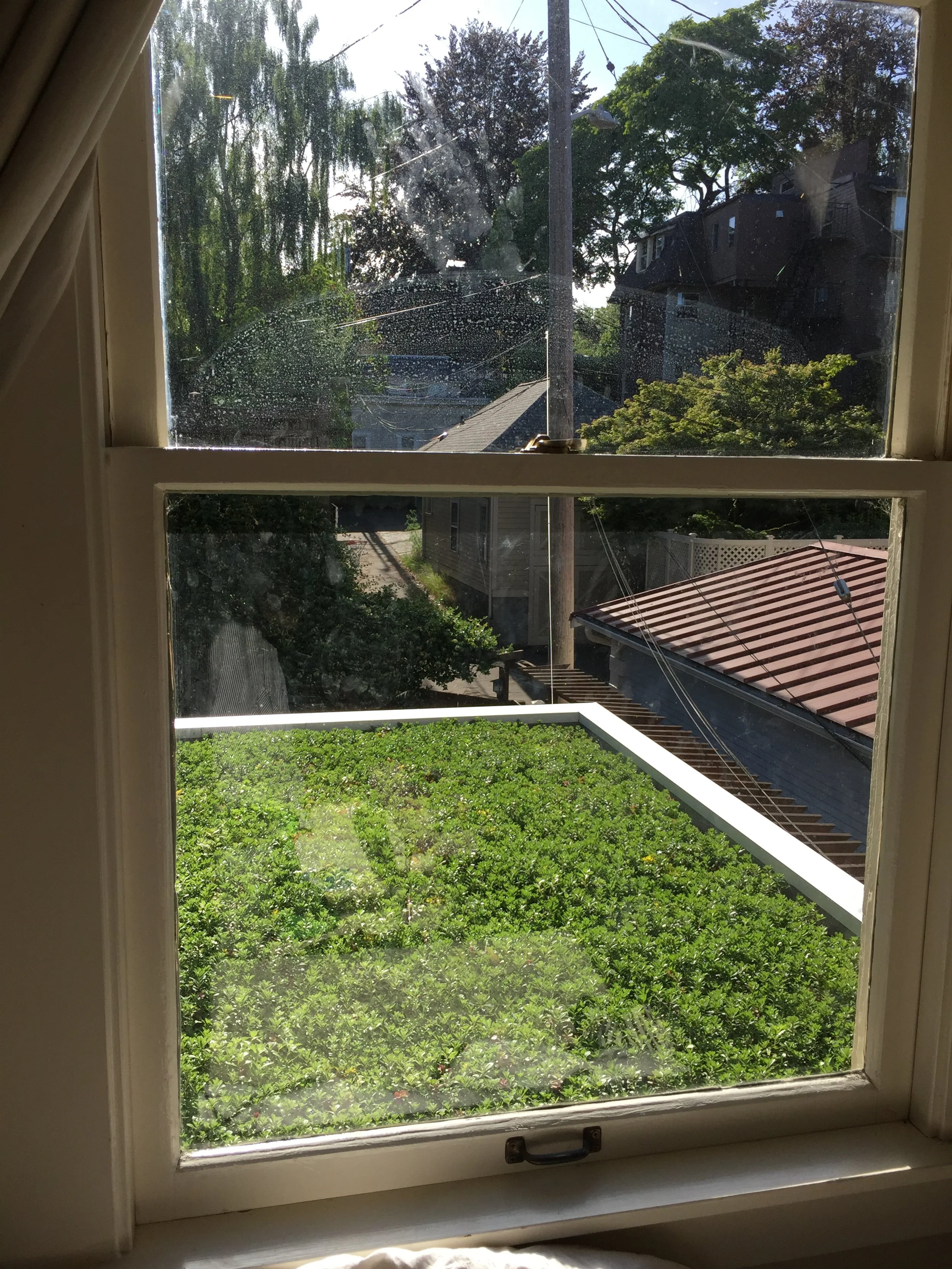 georgias green roof.JPG