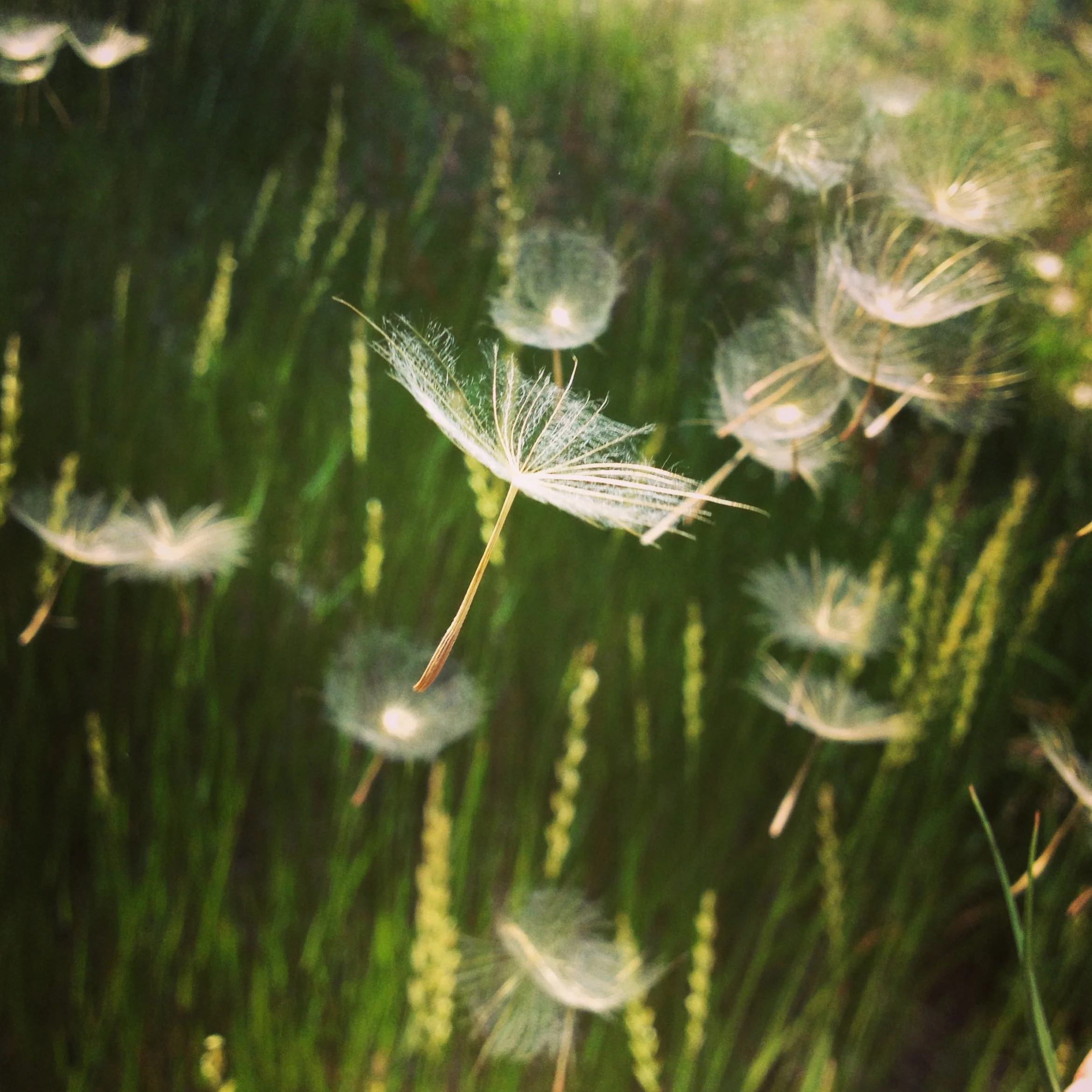 dandelion summer 2013 copy.jpeg