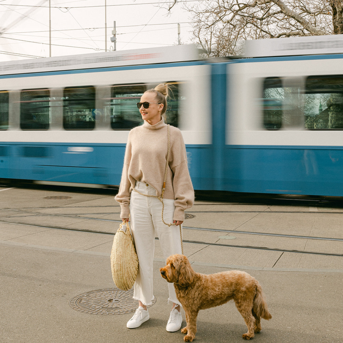 6 Practical Dog Training Lessons in Zurich: Everything You Need to Know