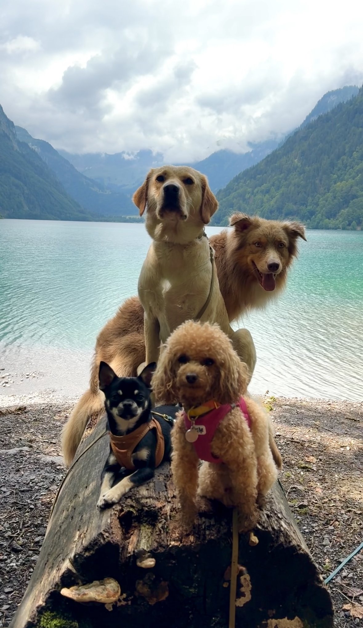 Four dogs, a Chihuahua, a Poodle, a Labrador Retriever, and a brown dog, posing on a log by a lake with mountains and cloudy sky in the background.