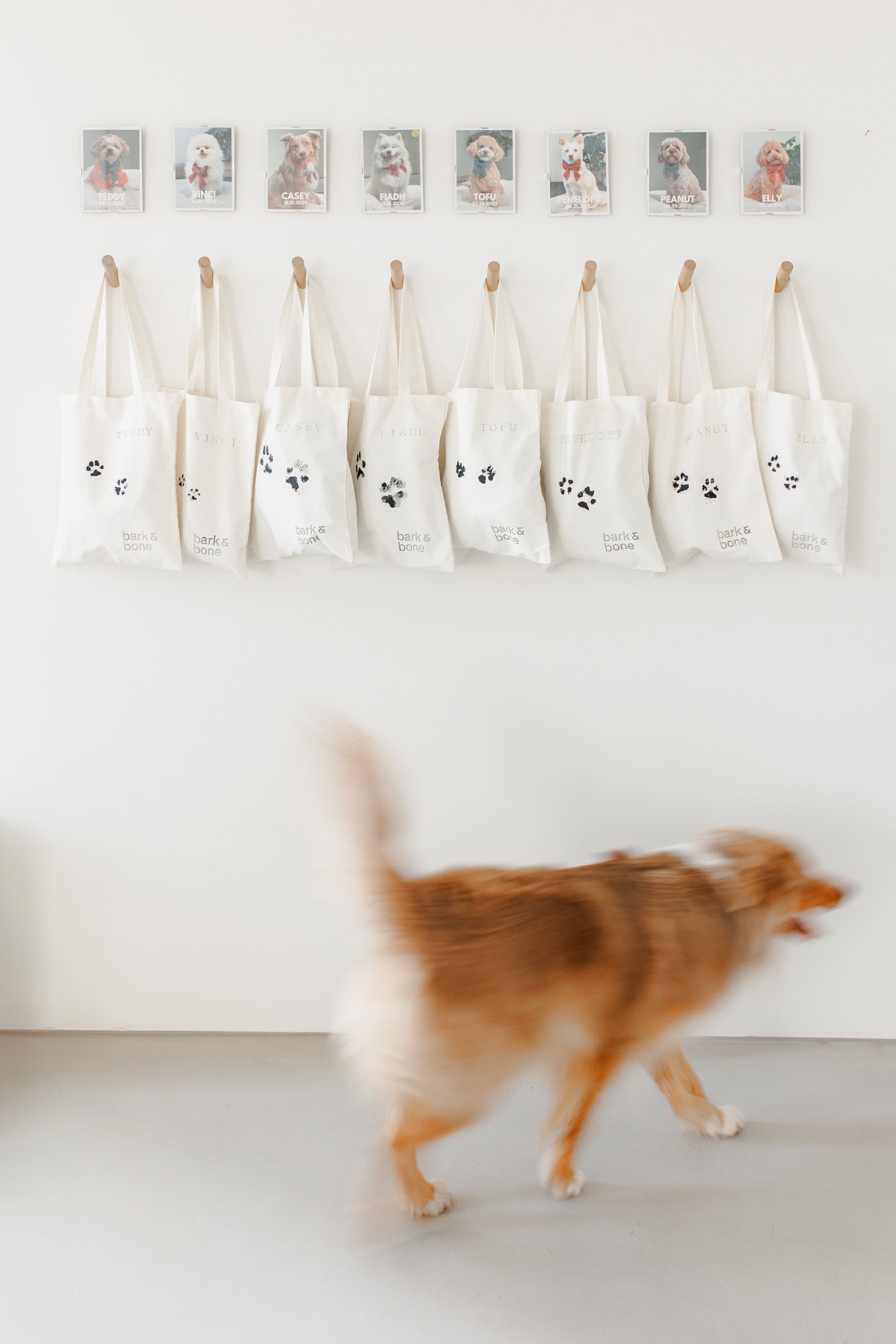 Dog Daycare