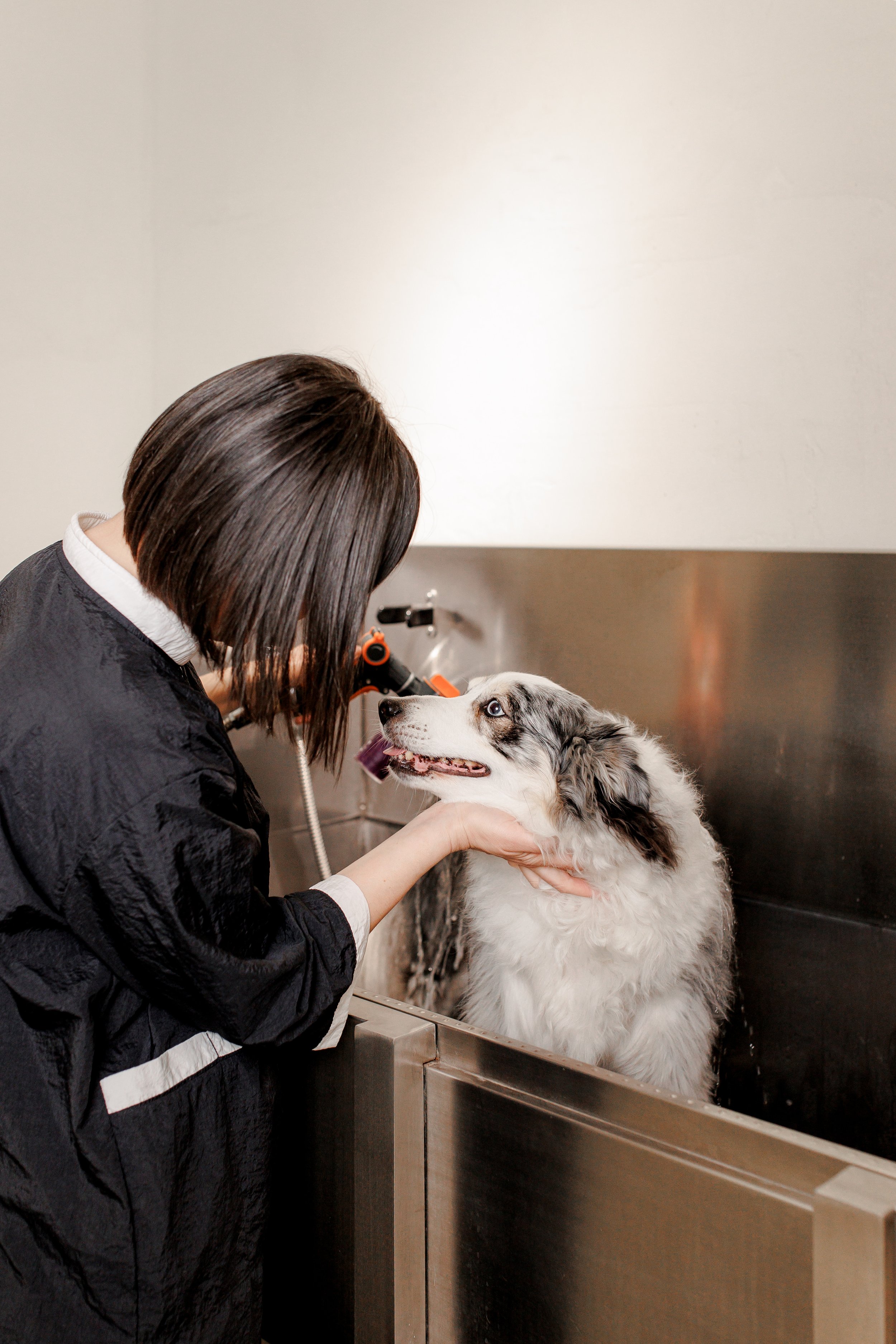 Dog Spa: Washing