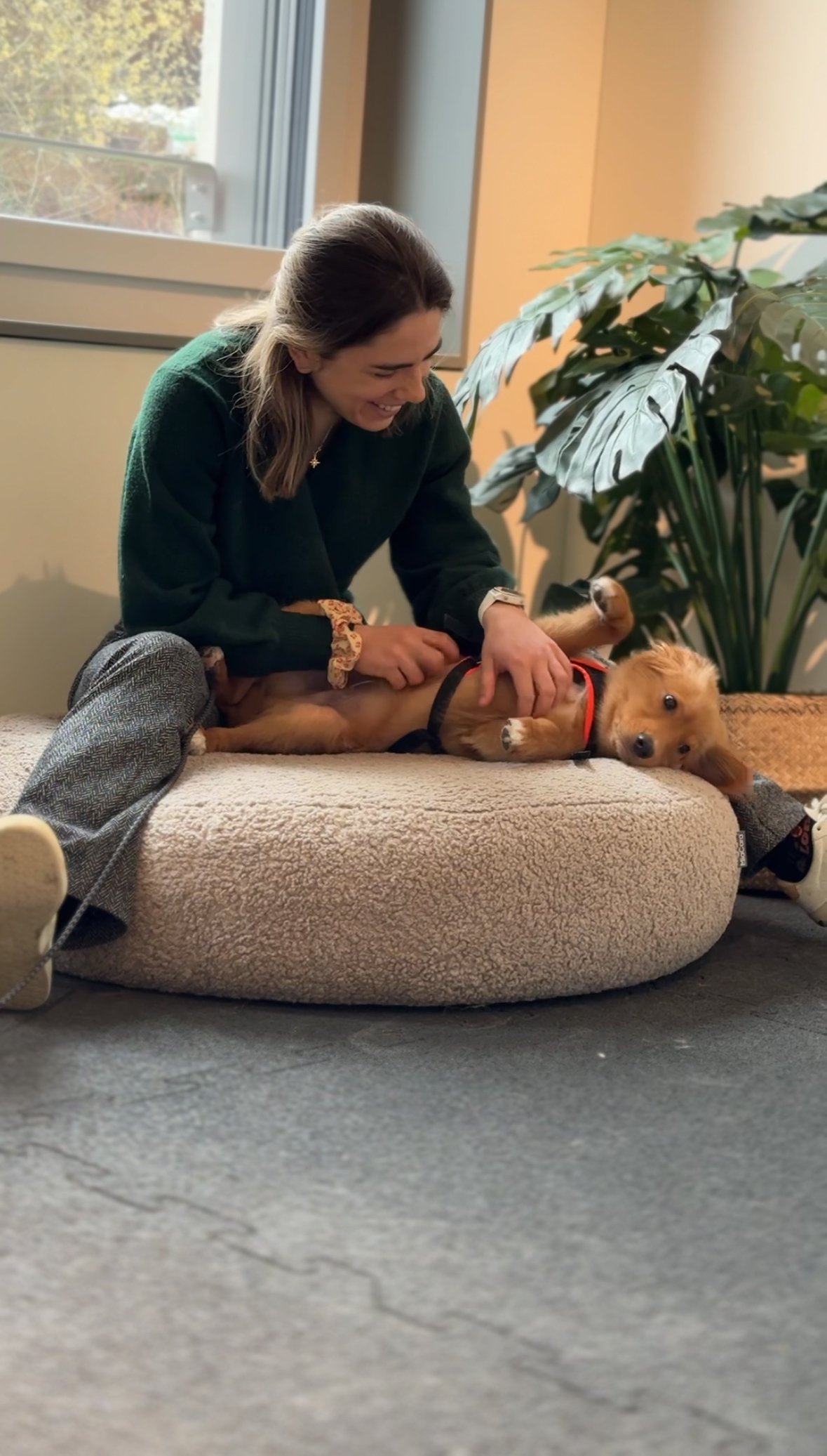 Bark & Bone Dog Daycare A woman in a dark green sweater playing with a small brown puppy lying on its back on a round, beige cushion near a window with a large green plant in the background.