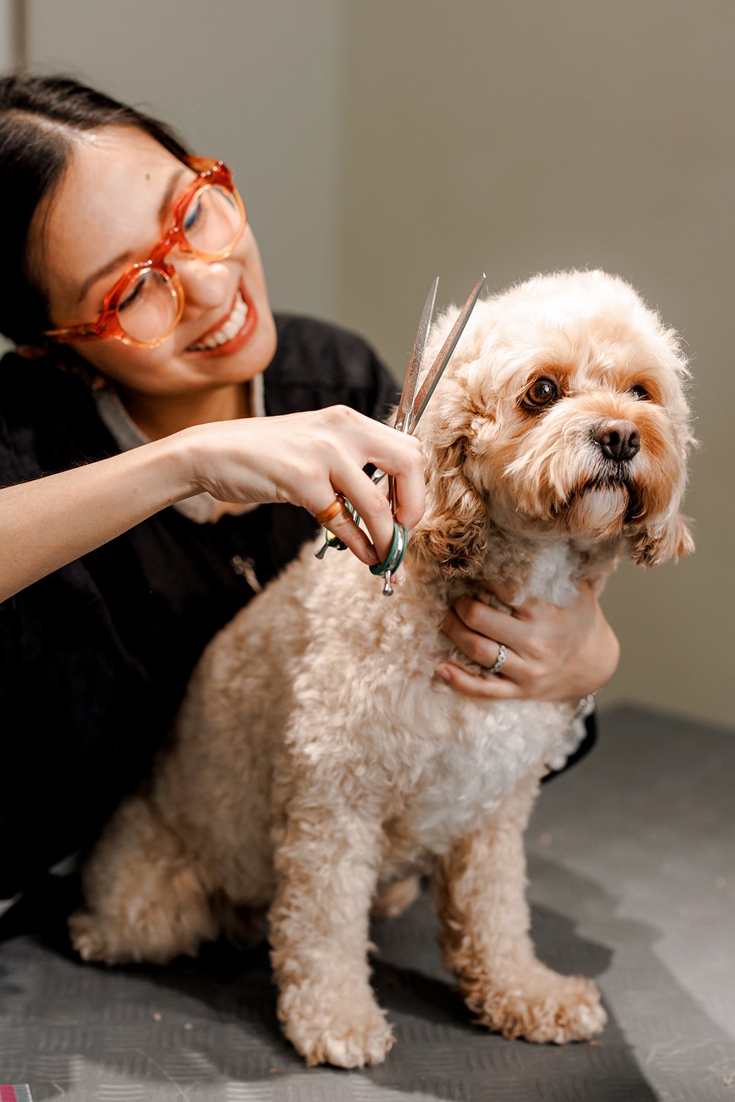 Dog Spa - Haircut