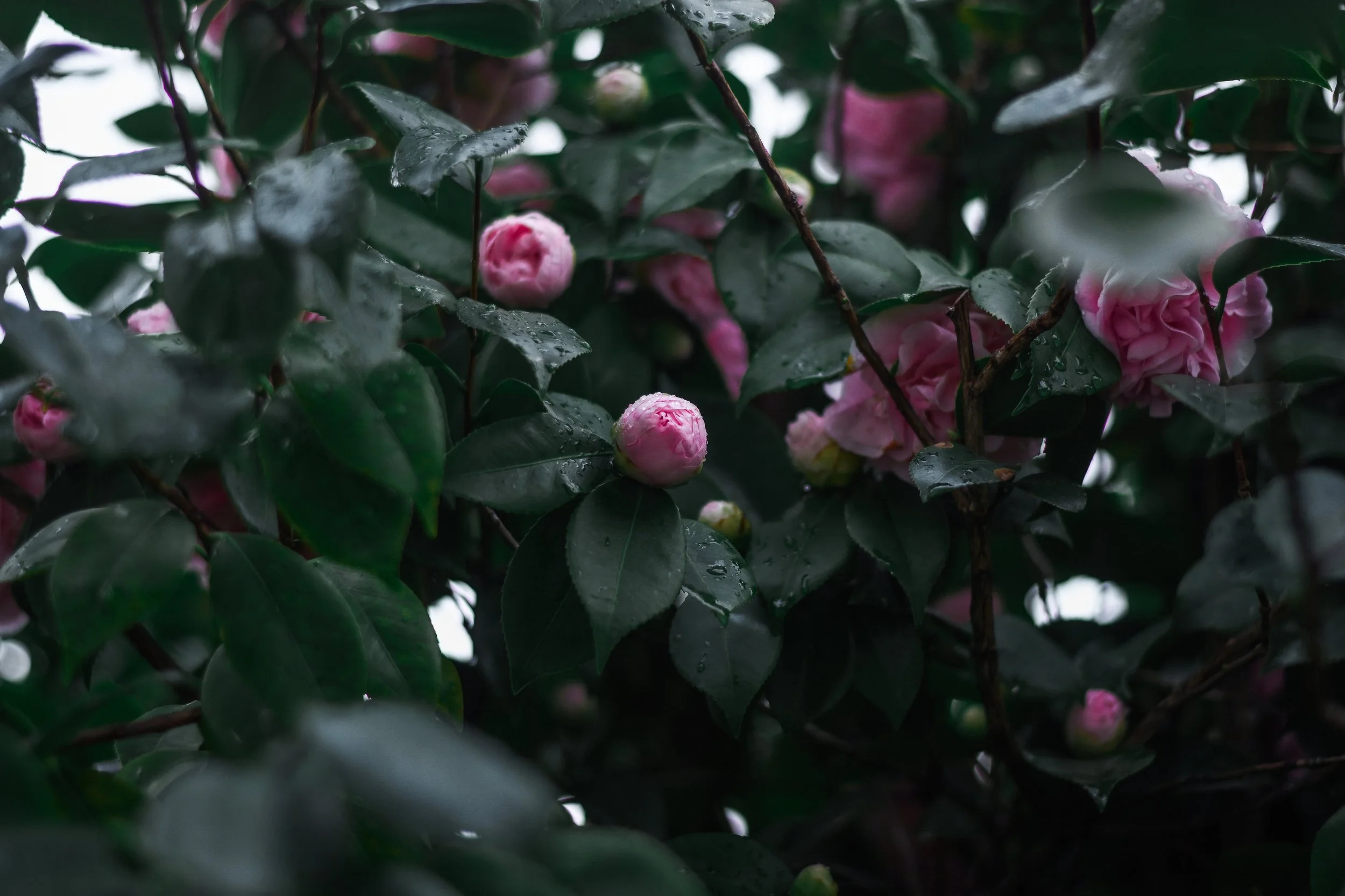 D72_1545.jpg