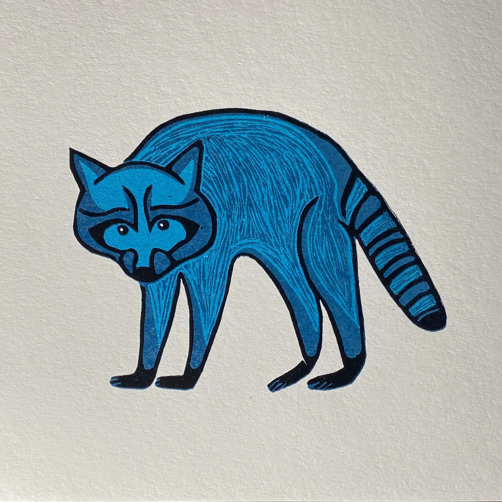 Blue Raccoon