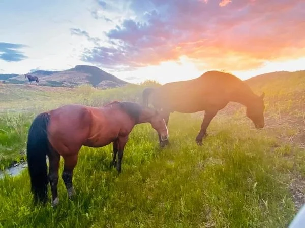 Lorrayne Ranch horses