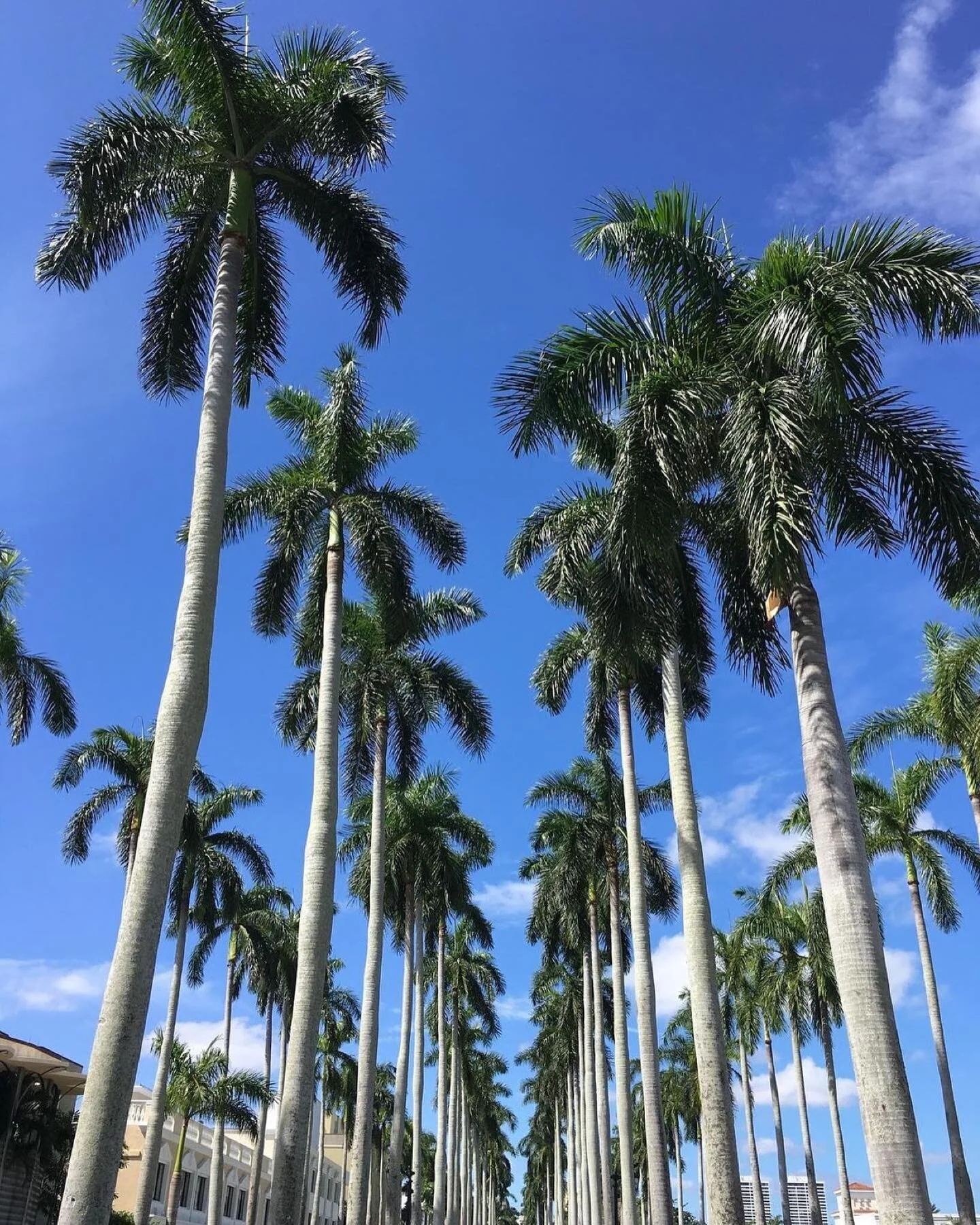 It&rsquo;s so hot outside, but looking at palm trees against a blue sky somehow makes it just a few degrees cooler! 🌴
📷 @livinginpalmbeach 
#palmbeach #florida #travel #repost #sltravels #island #nature #lovefl #ocean #sky #sunshine #regram #sun #b