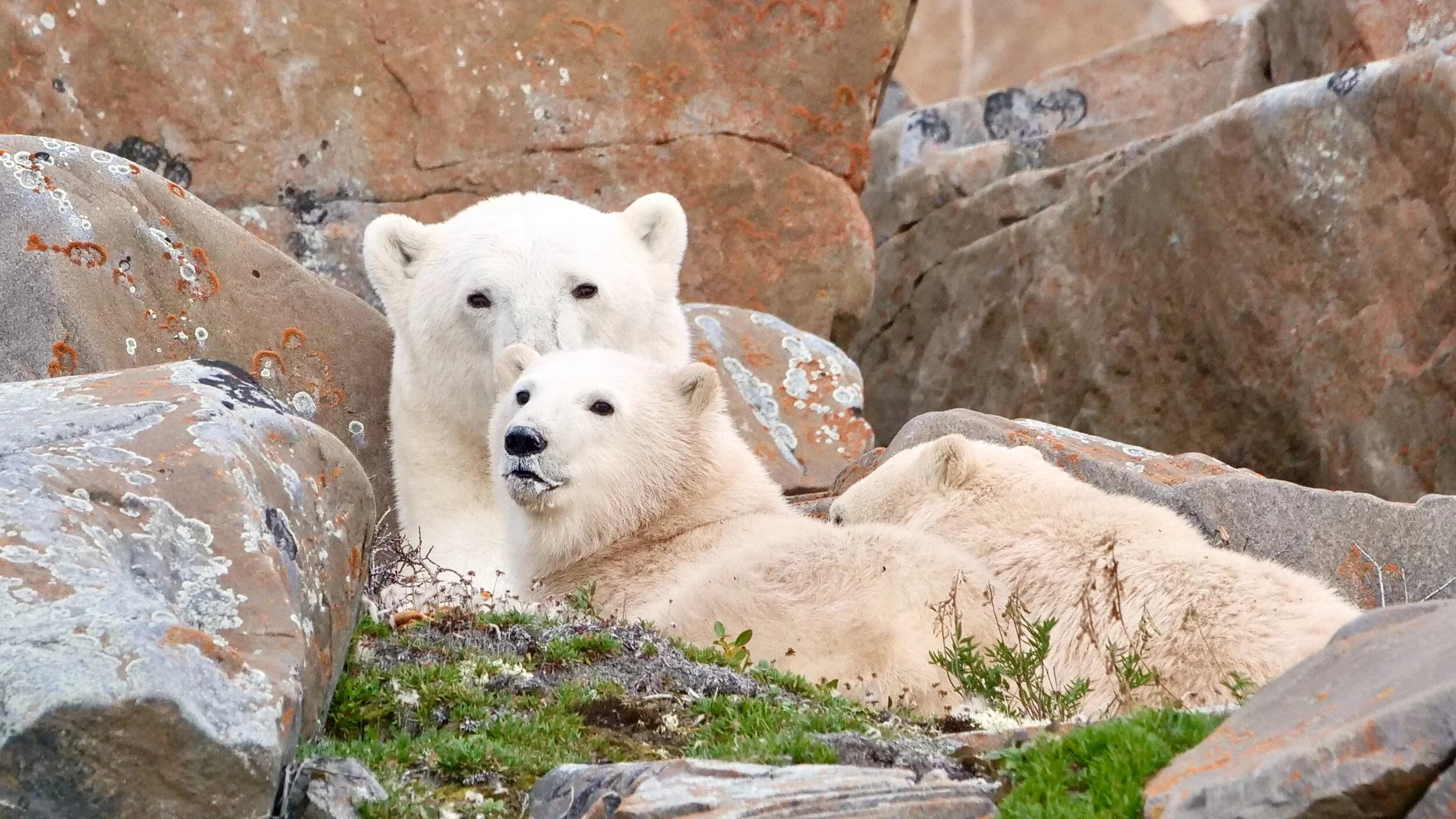Anxiety on the tundra