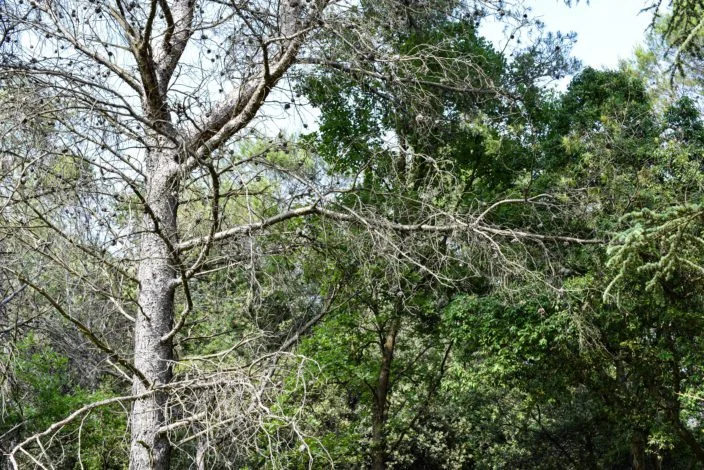 Trees are Canada's soldiers in the fight against climate change, and the losses are staggering
