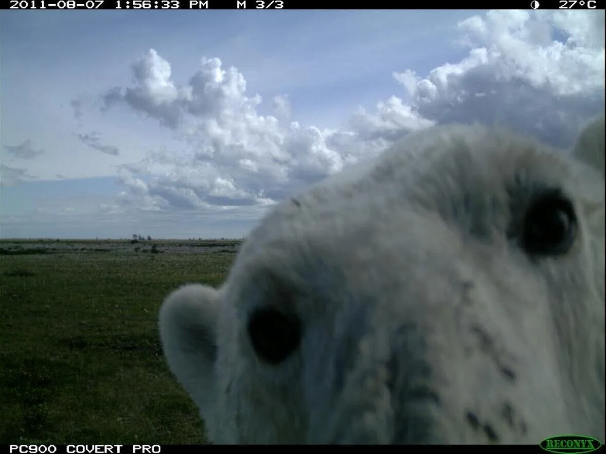 Black bears and grizzlies and polar bears, oh my!