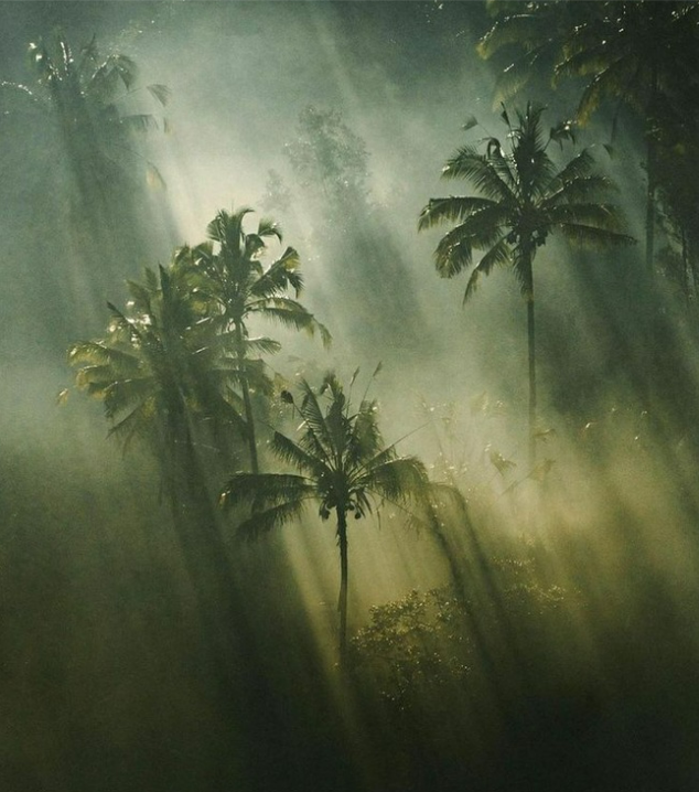 Tropical rainforest with palm trees and sunlight streaming through misty air.