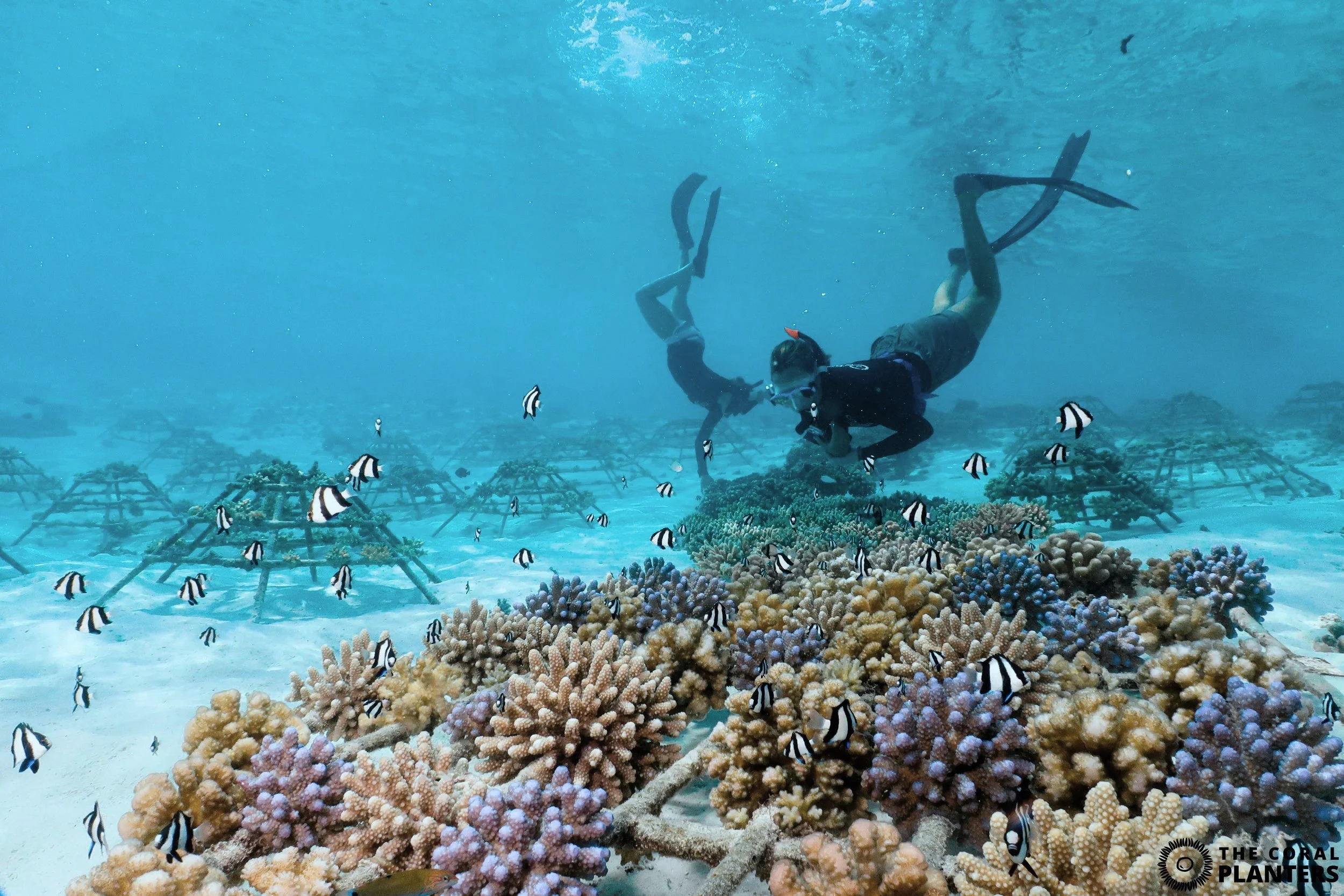 HOPE WAVE x THE CORAL PLANTERS
